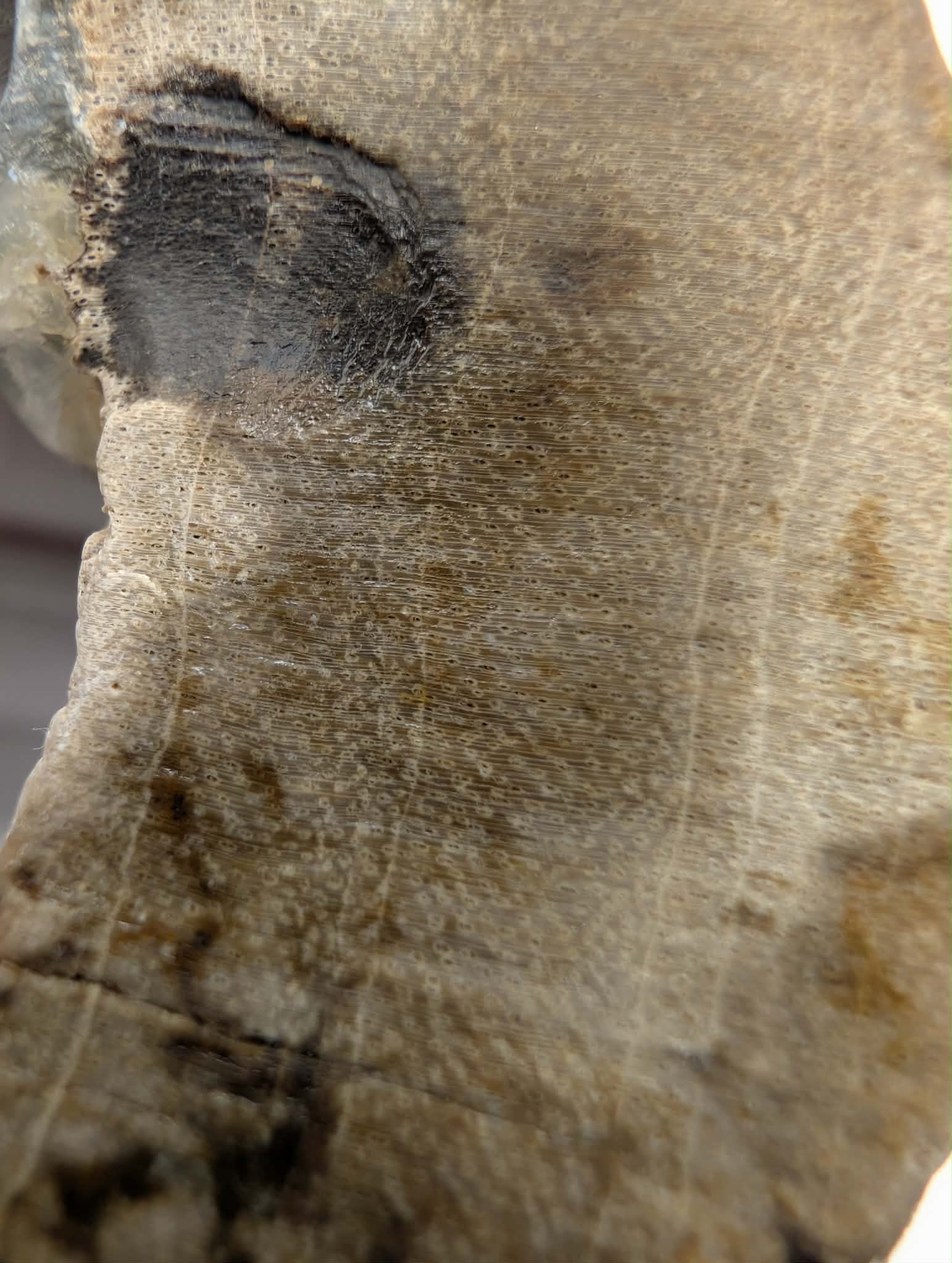 Crystalized Gymnosperm Specimen