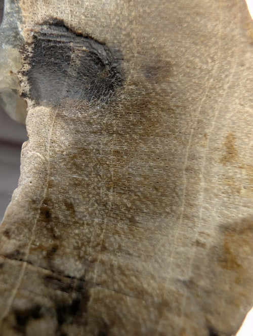 Crystalized Gymnosperm Specimen