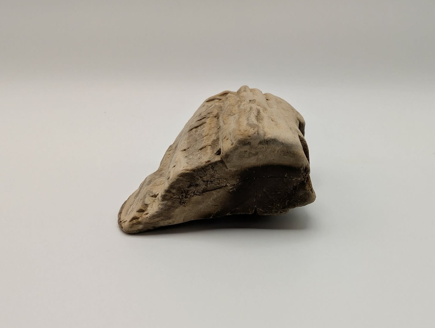 Opalized Wood Specimen