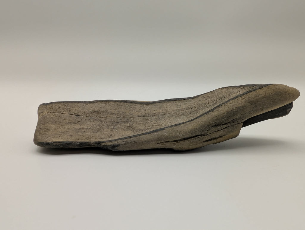 Petrified Wood Specimen