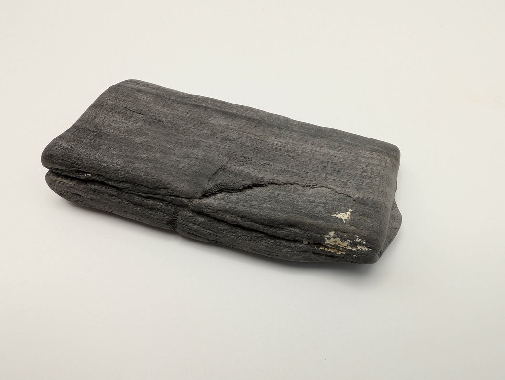 Petrified Wood Specimen