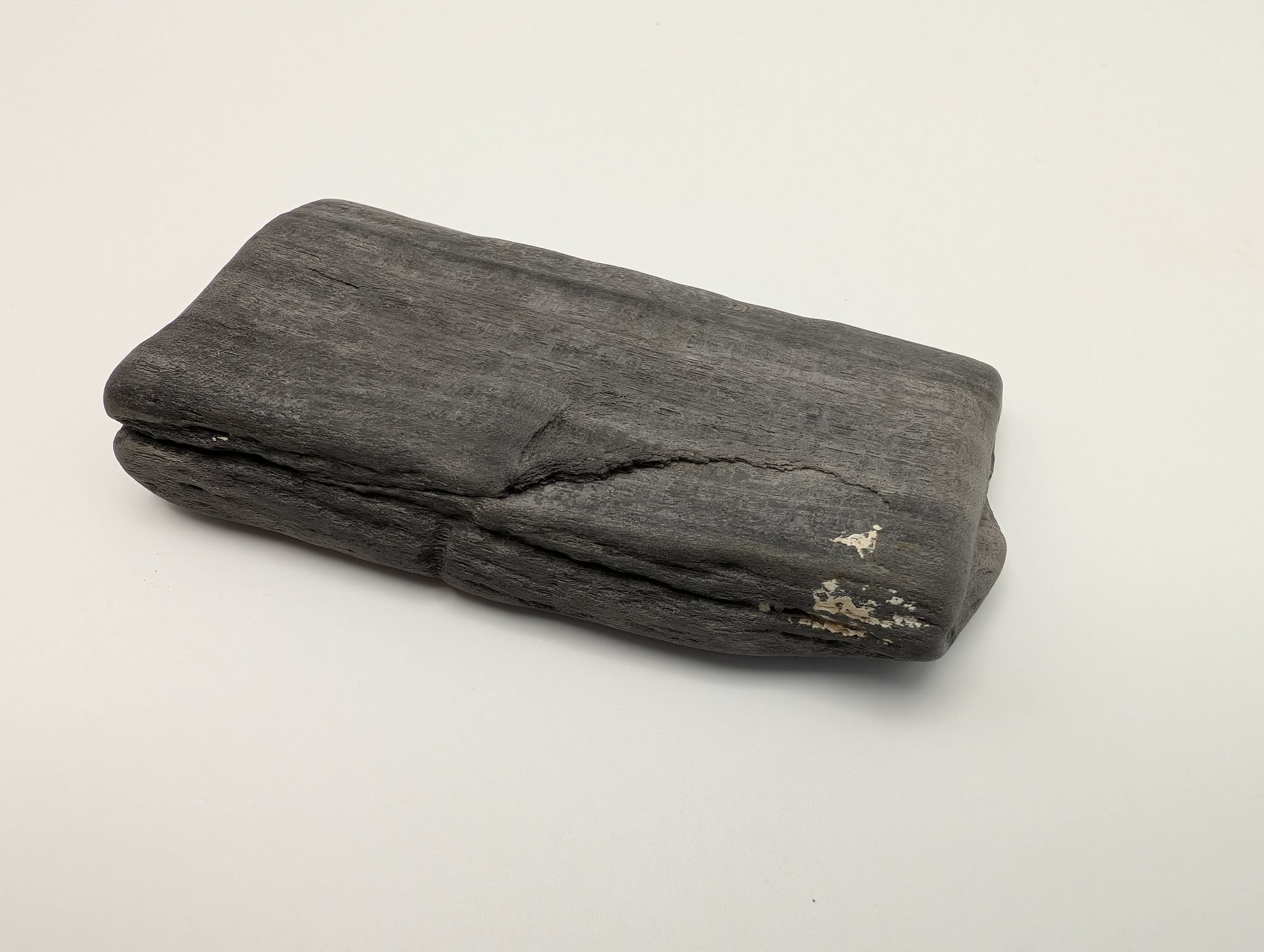 Petrified Wood Specimen