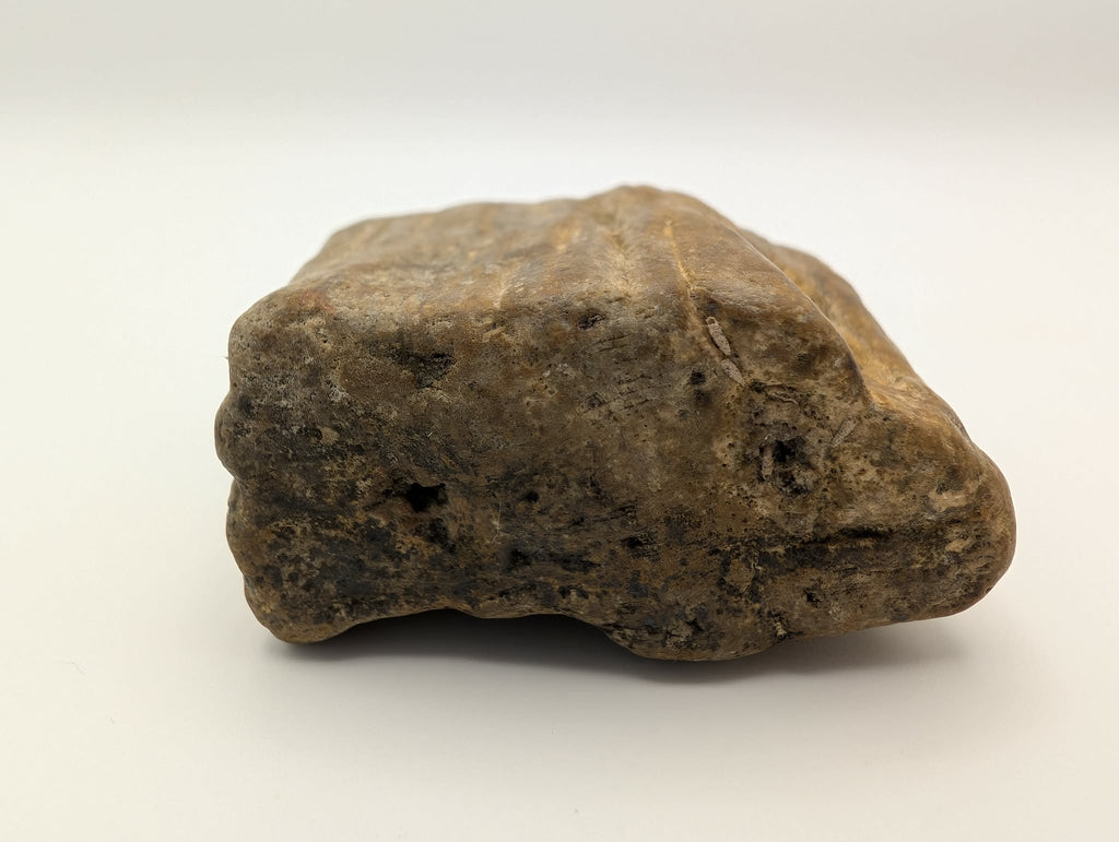 Petrified Wood Specimen