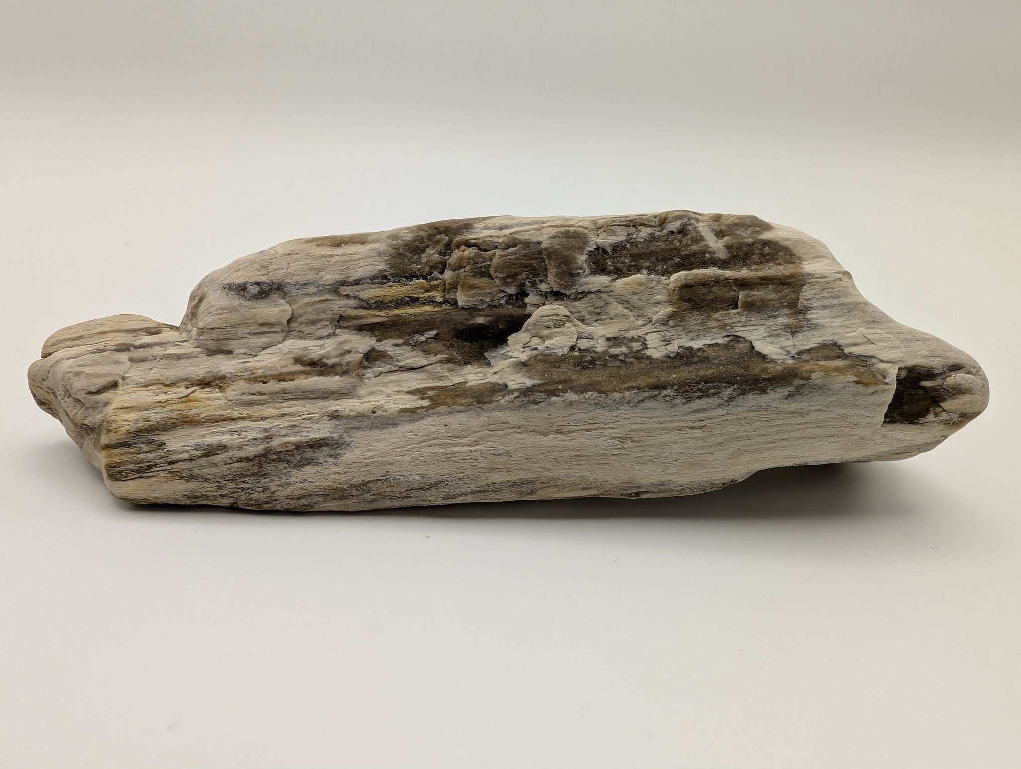 Opalized Wood with Druzy Crystals