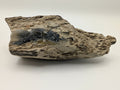 Crystalized Gymnosperm Specimen