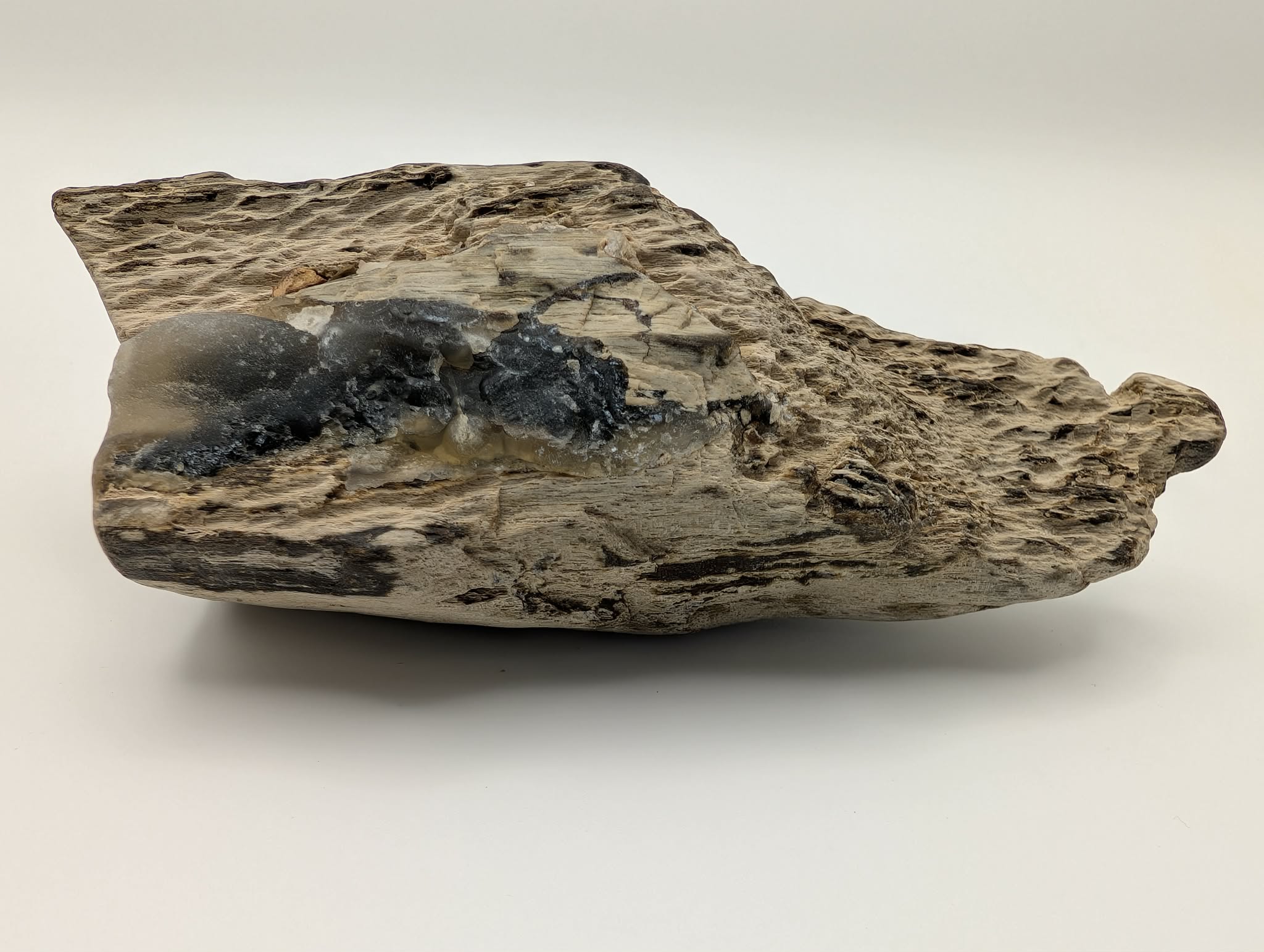 Crystalized Gymnosperm Specimen