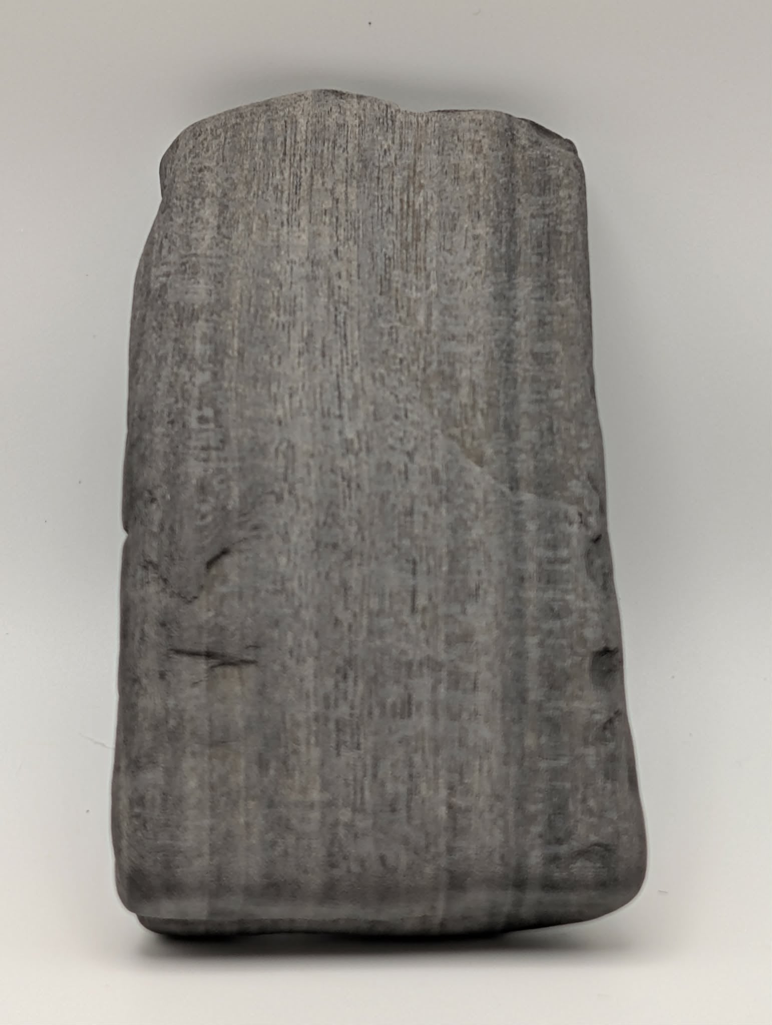 Petrified Wood Specimen