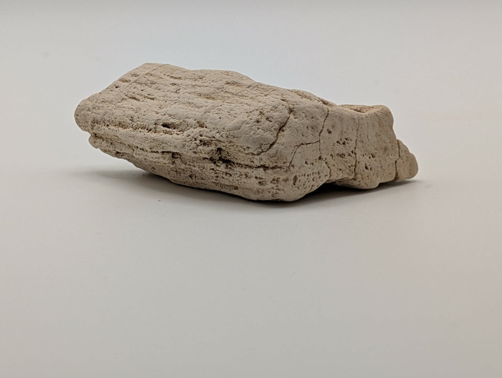 Petrified Wood Specimen