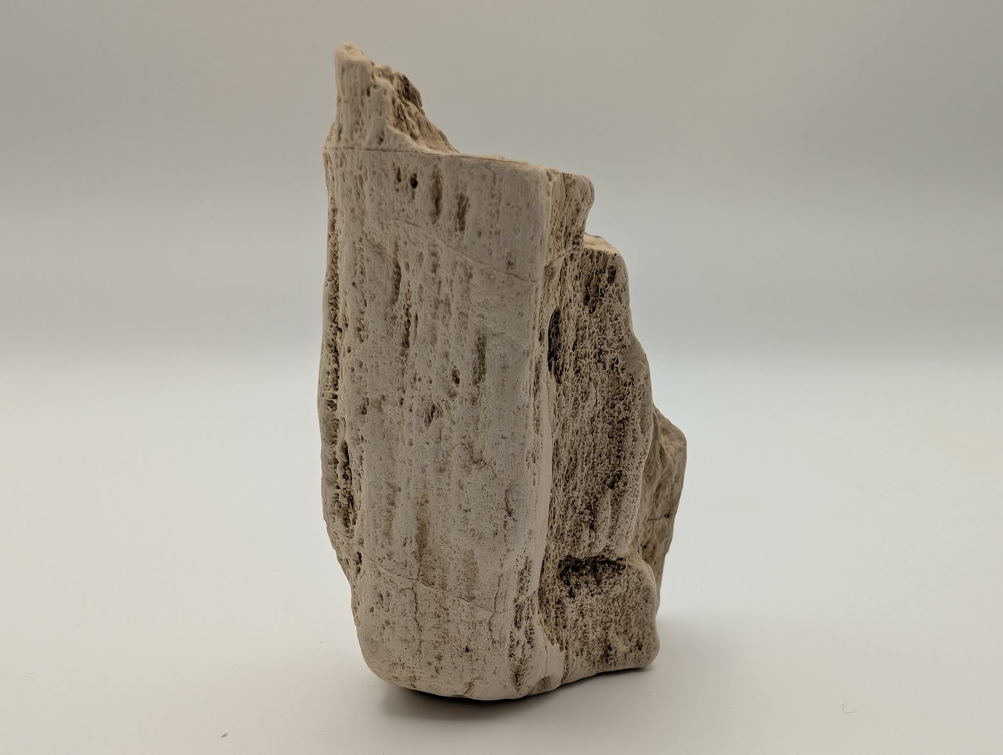 Petrified Wood Specimen