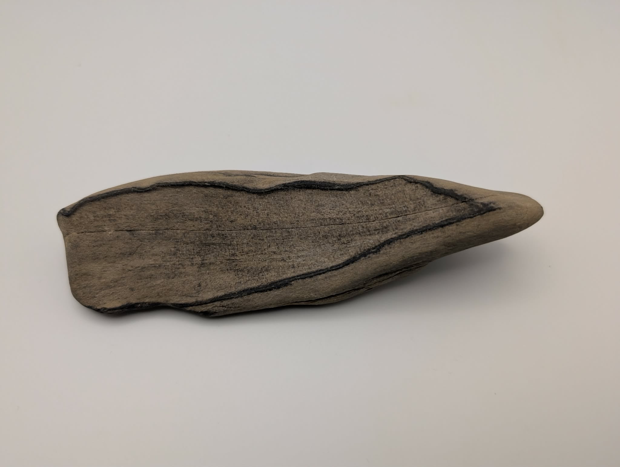 Petrified Wood Specimen