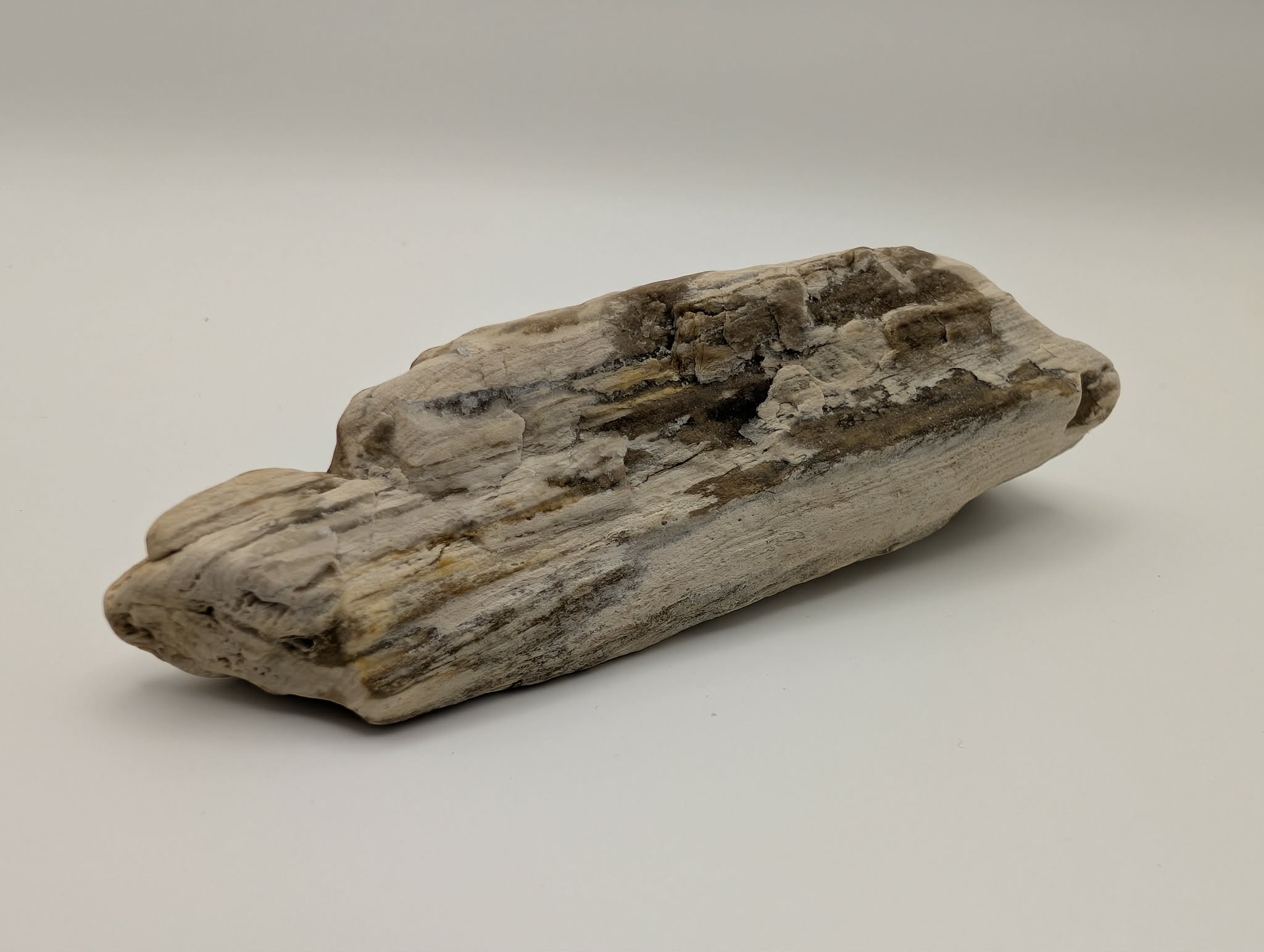 Opalized Wood with Druzy Crystals