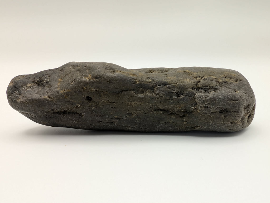 Petrified Wood Specimen