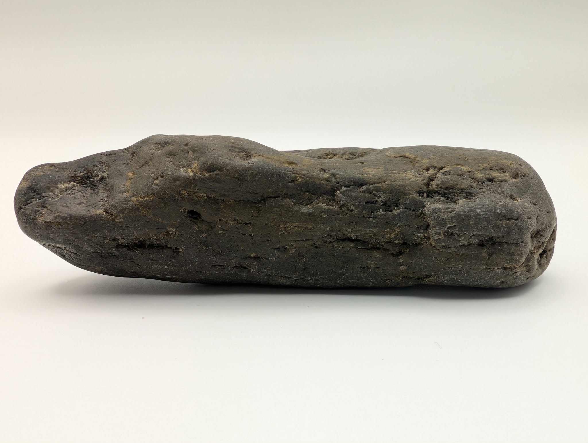 Petrified Wood Specimen