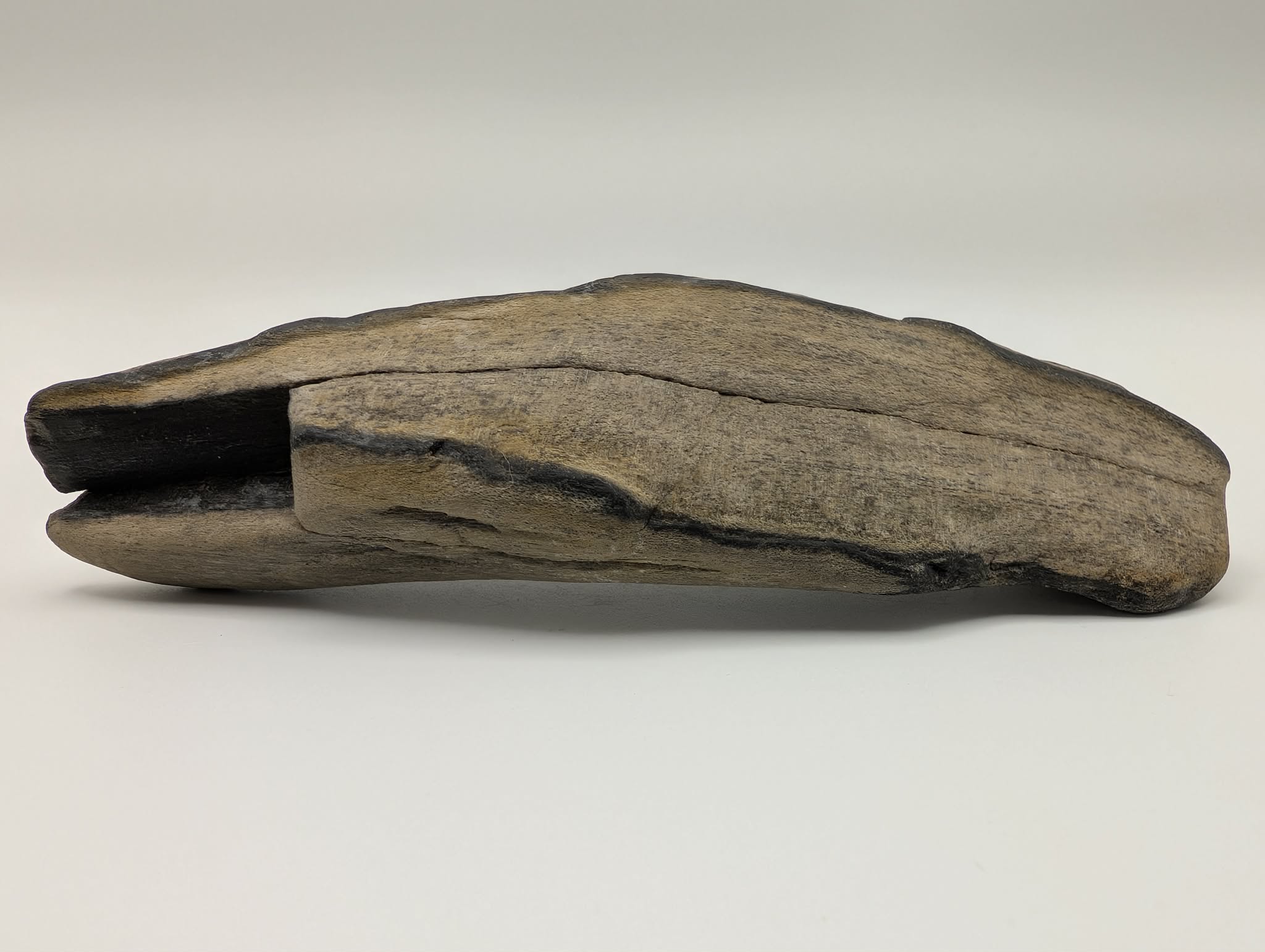 Petrified Wood Specimen