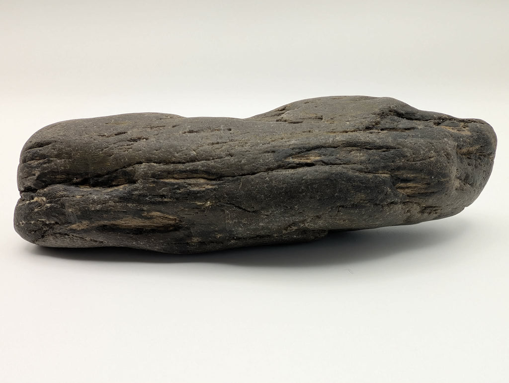Petrified Wood Specimen
