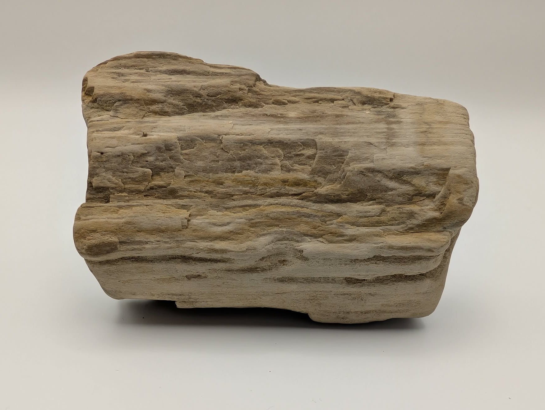 Opalized Wood Specimen