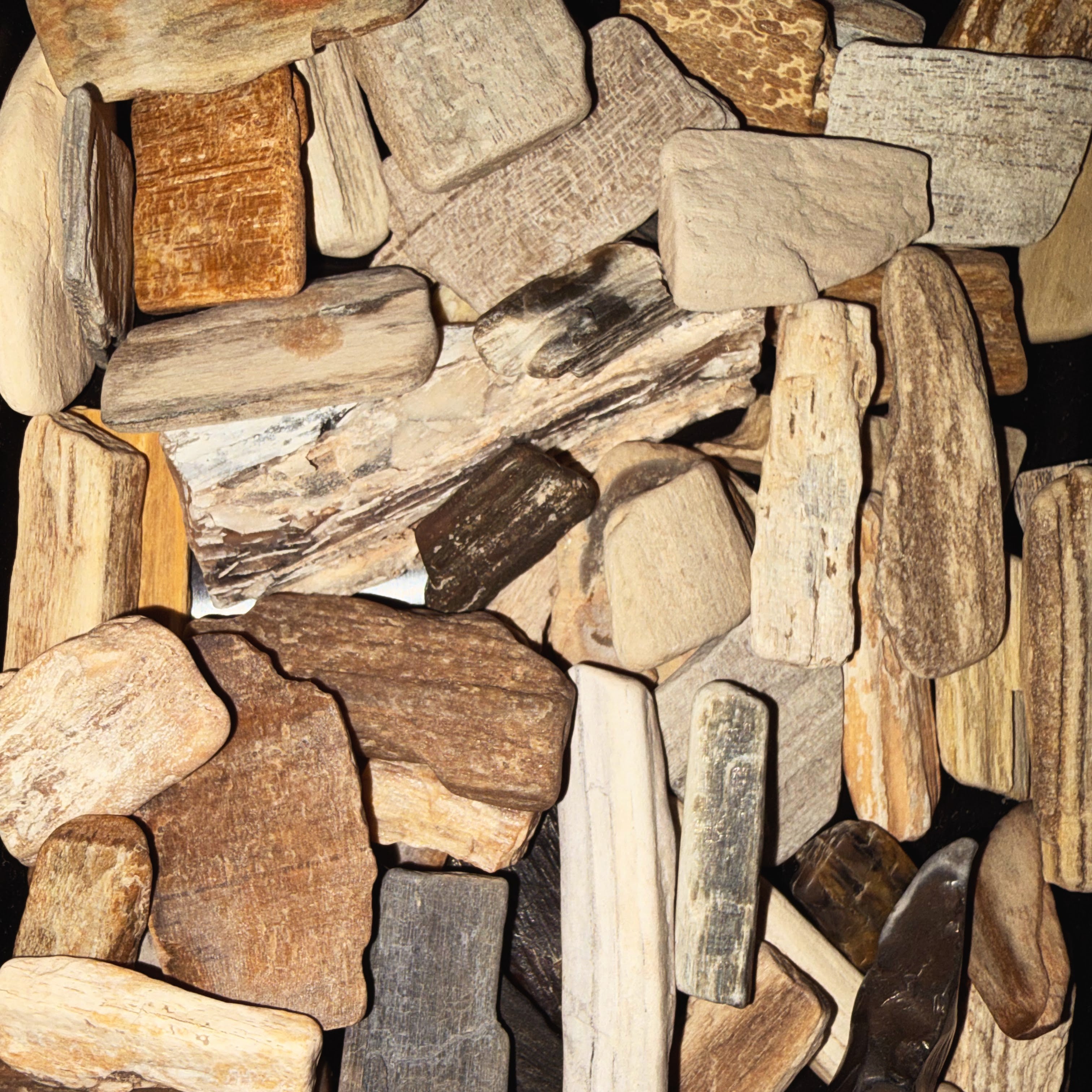 Bulk Assorted Petrified Wood - 10lbs