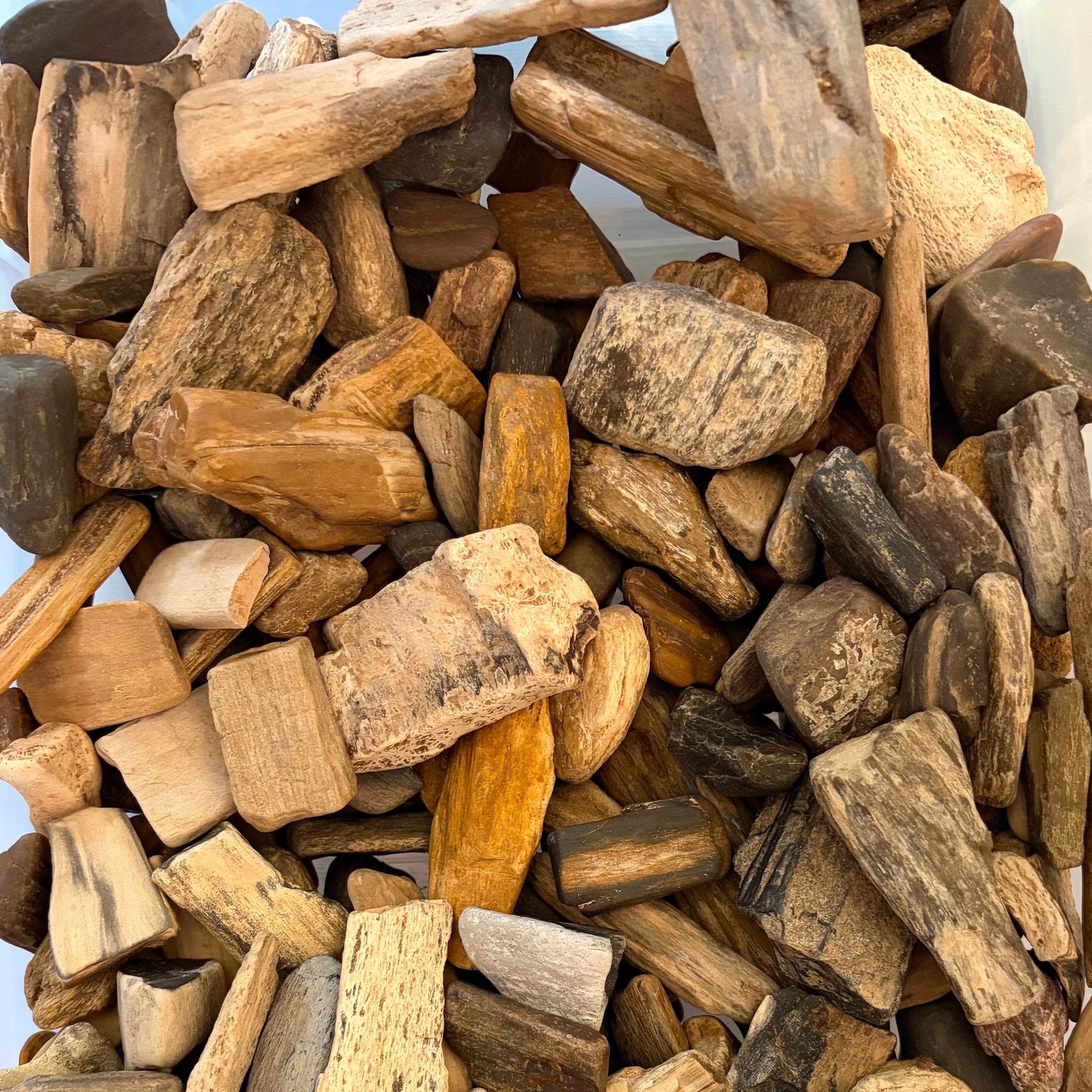 Bulk Assorted Petrified Wood - 10lbs