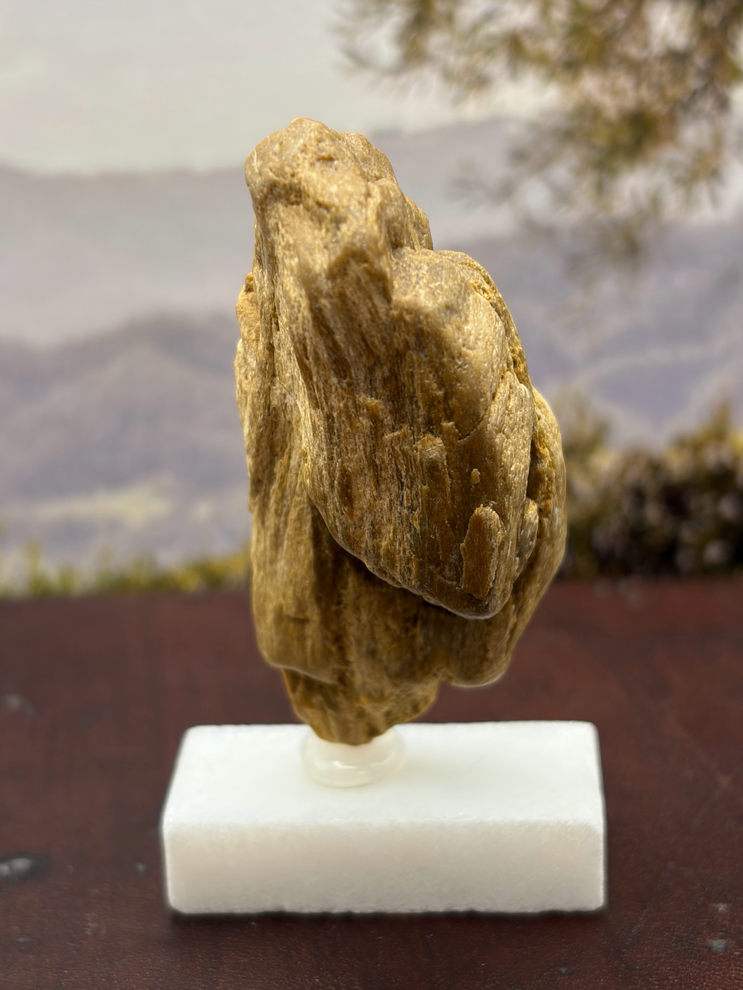 Small Petrified Wood Specimen with (with stand)