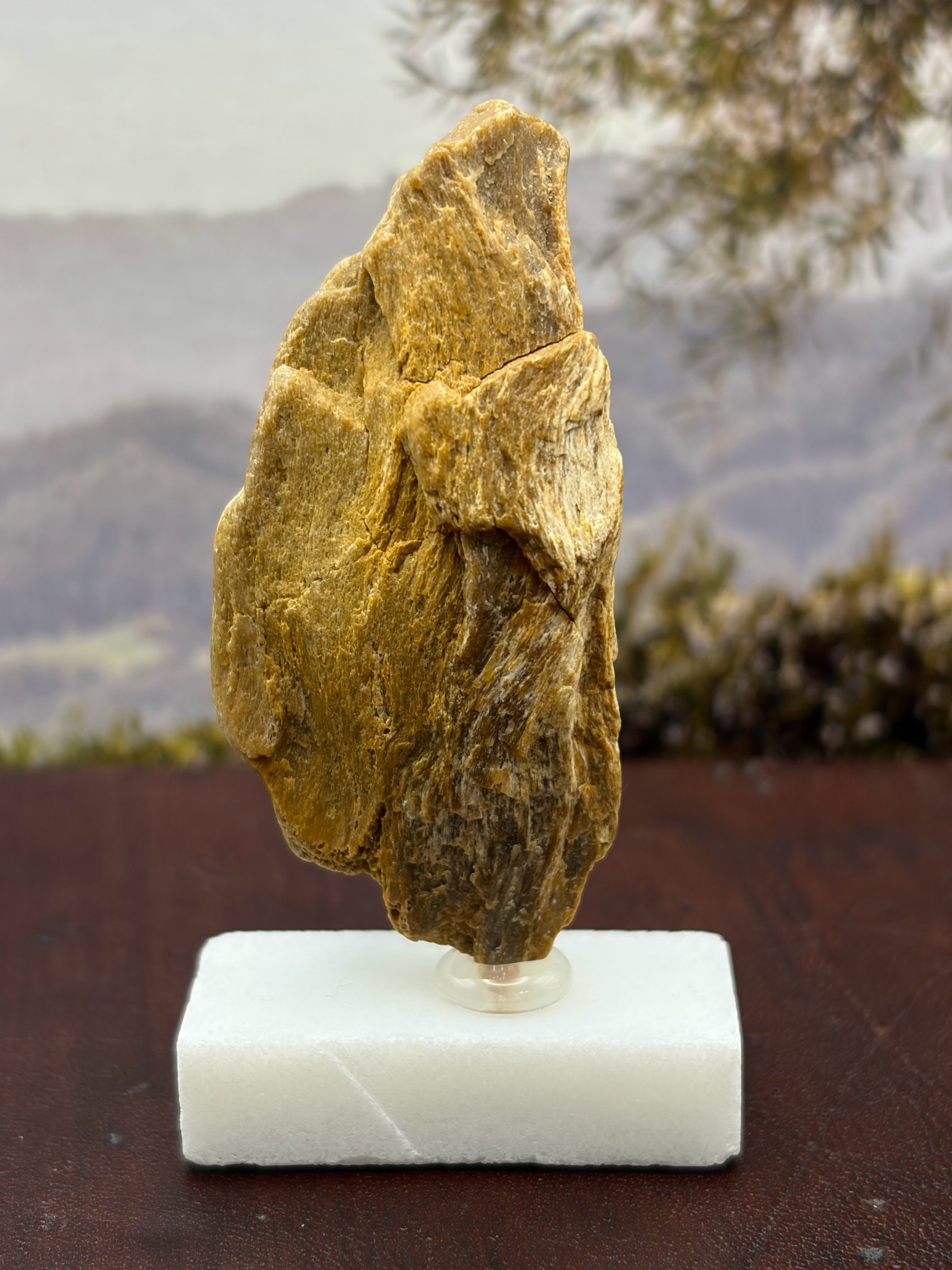 Small Petrified Wood Specimen with (with stand)
