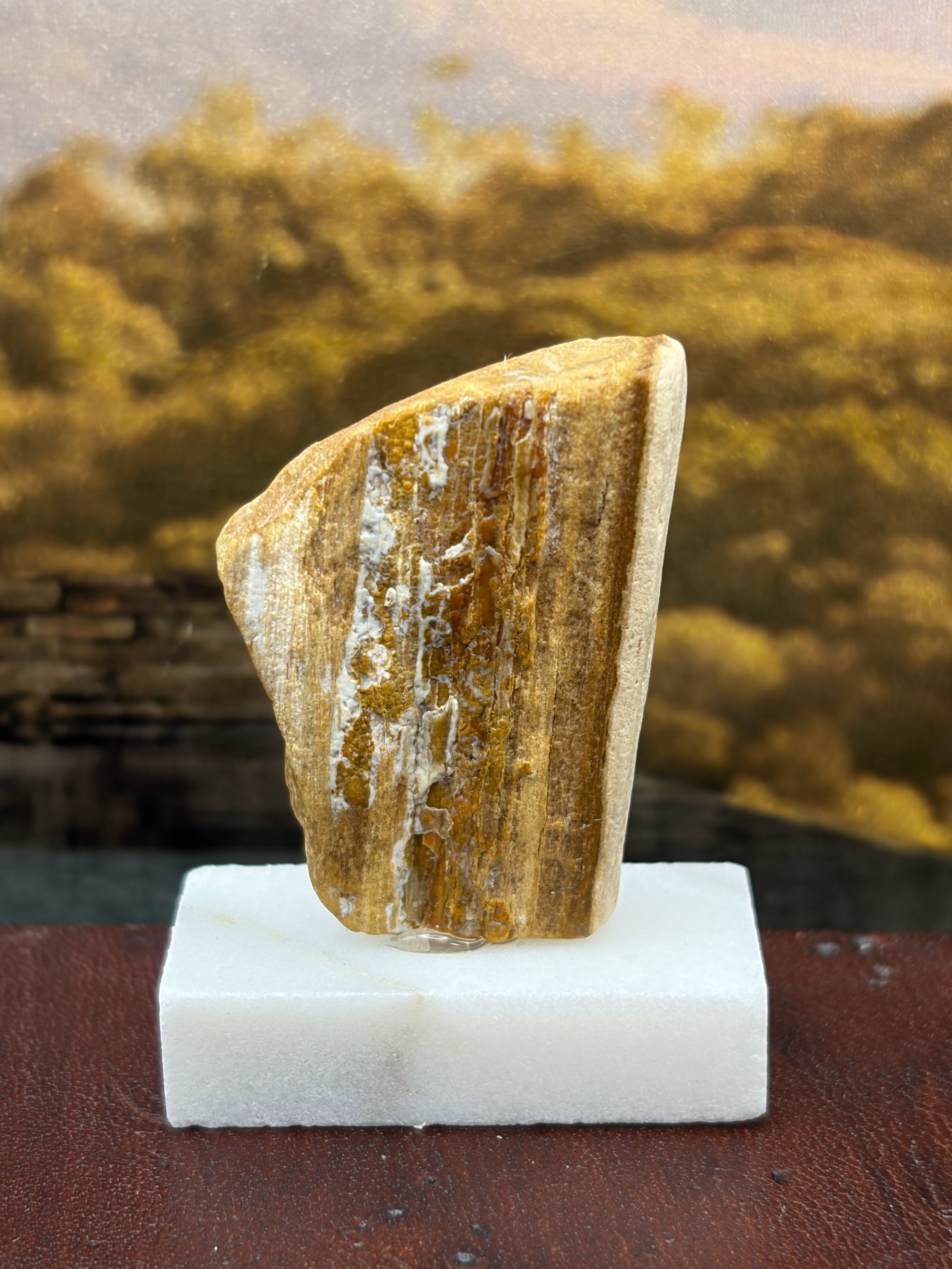 Small Petrified Wood Specimen (with stand)