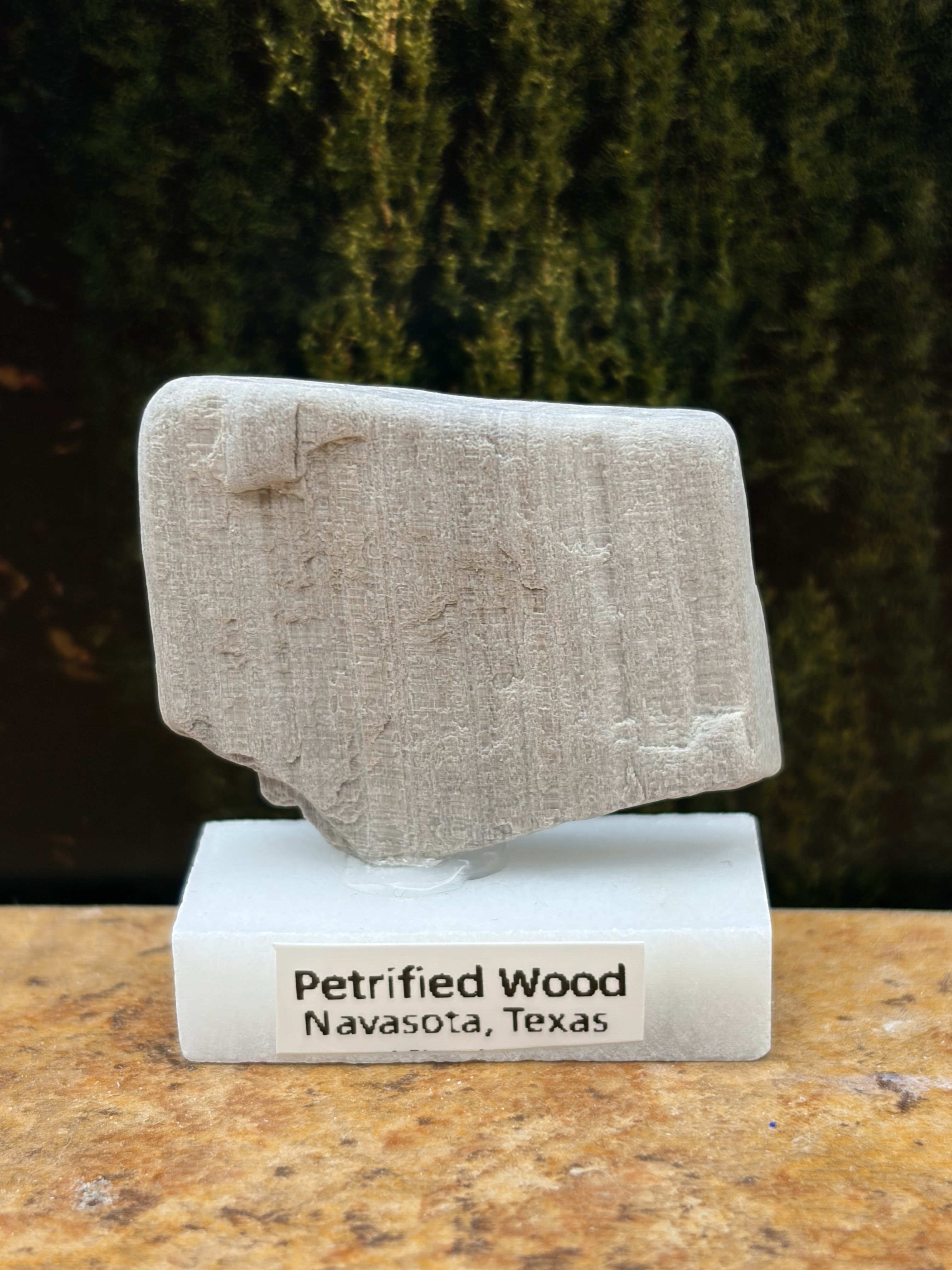 Small Petrified Wood Specimen (with stand)
