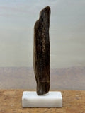 Small Petrified Wood Specimen with Polished Side