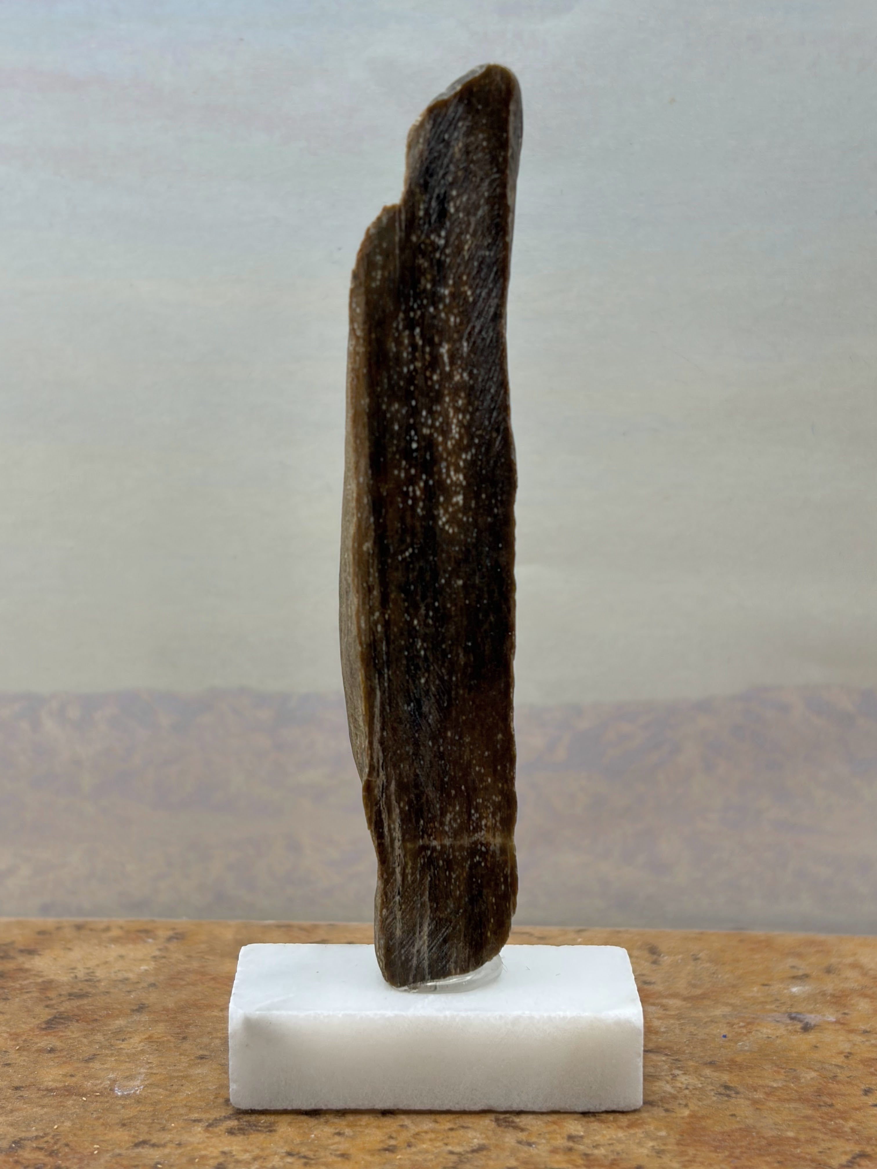 Small Petrified Wood Specimen with Polished Side