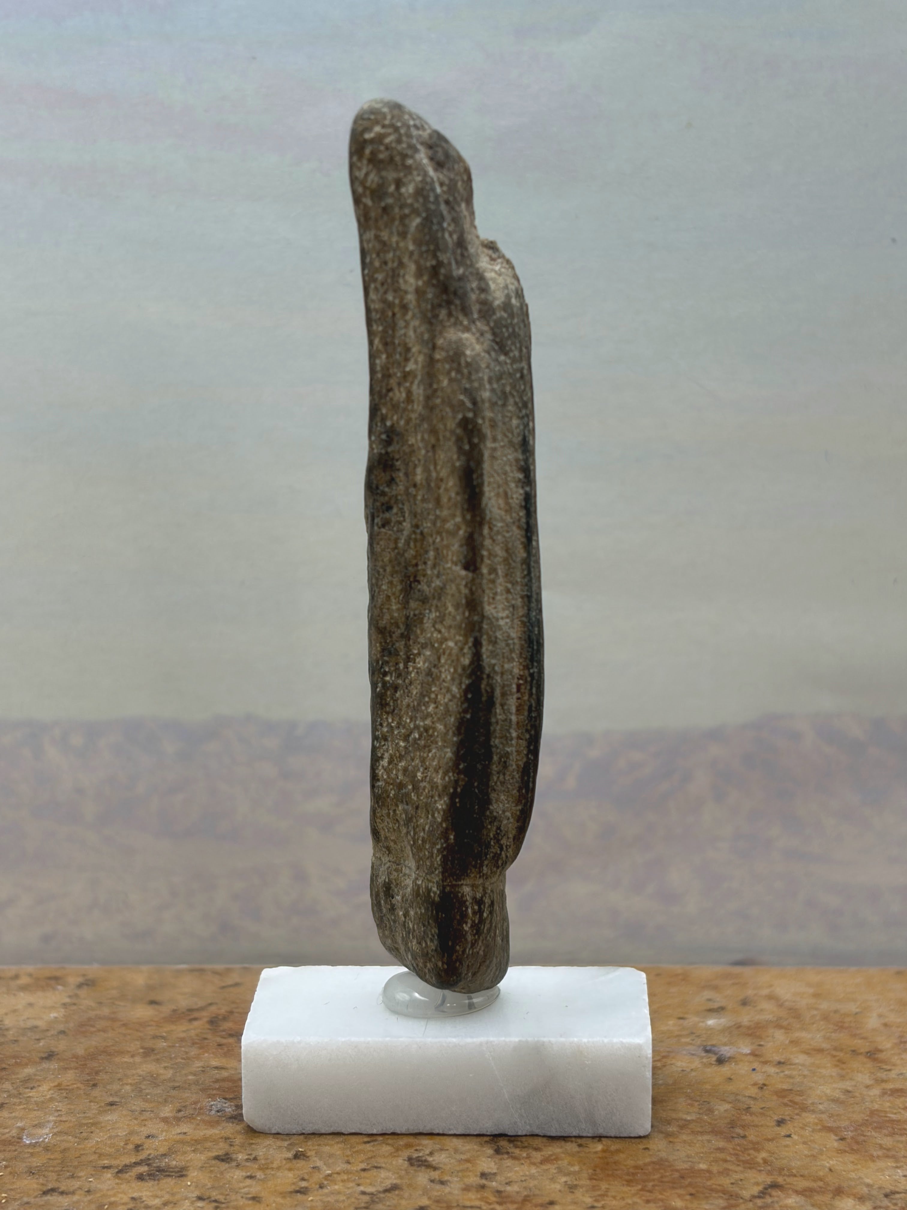Small Petrified Wood Specimen with Polished Side