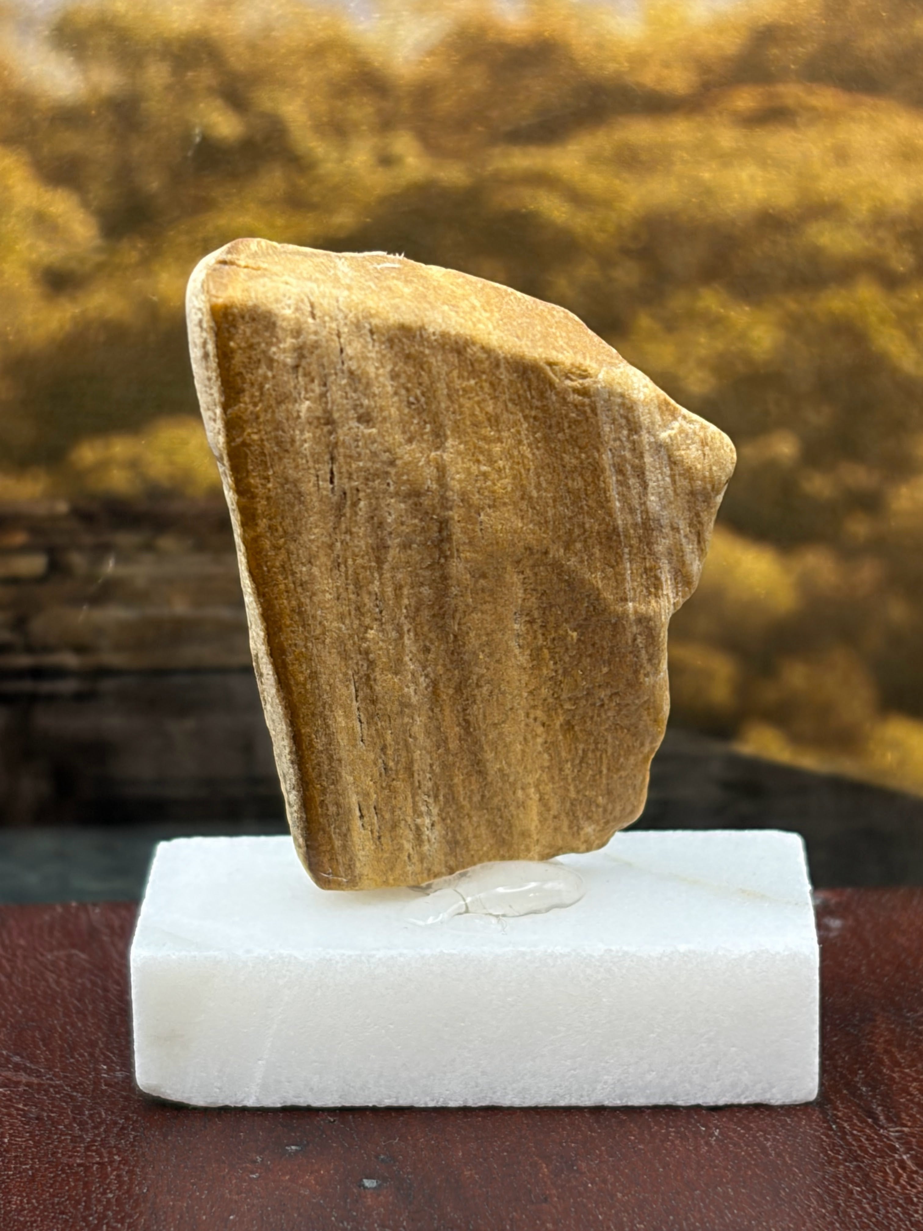 Small Petrified Wood Specimen (with stand)