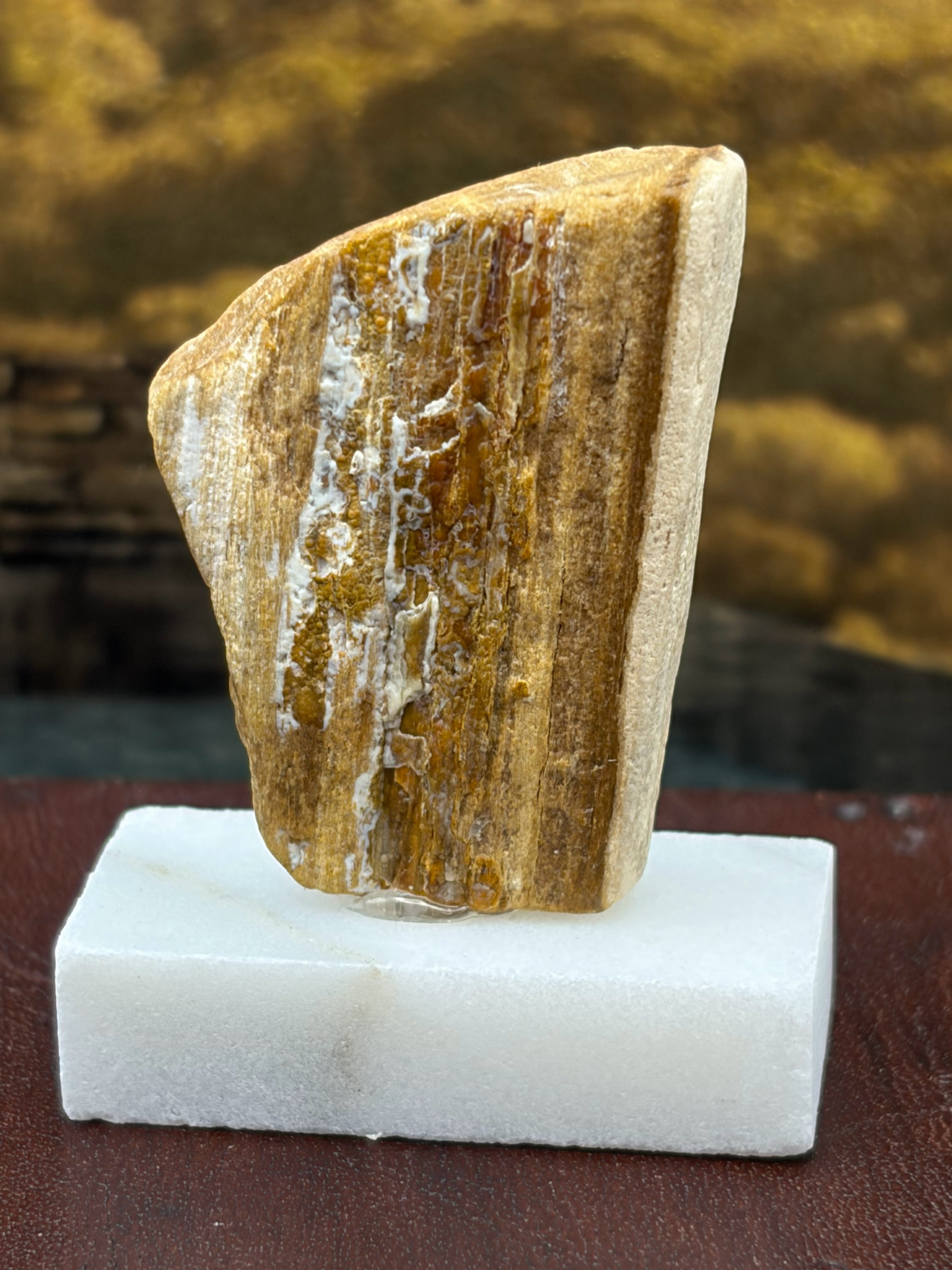 Small Petrified Wood Specimen (with stand)