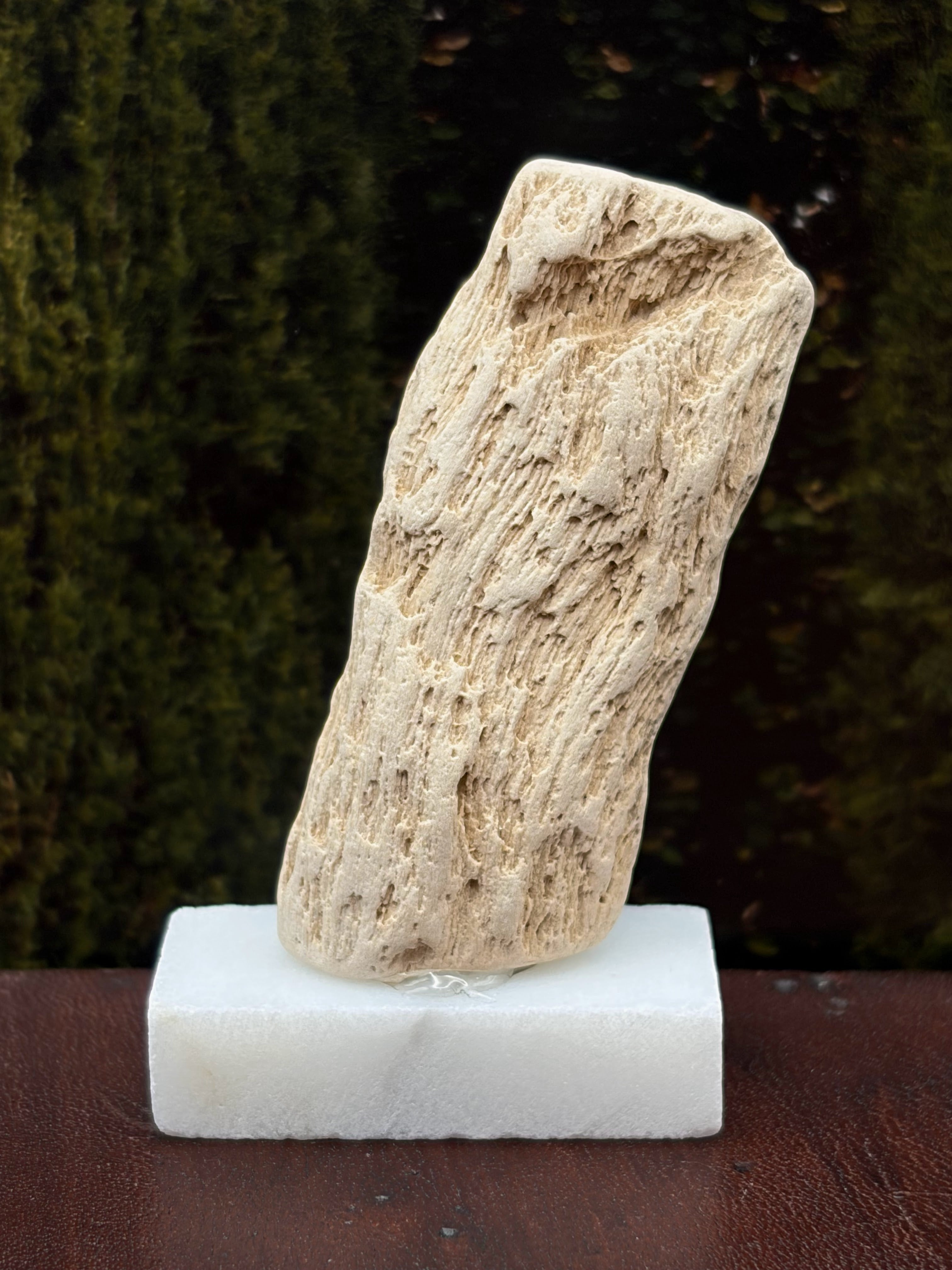 Small Petrified Wood Specimen (with stand)