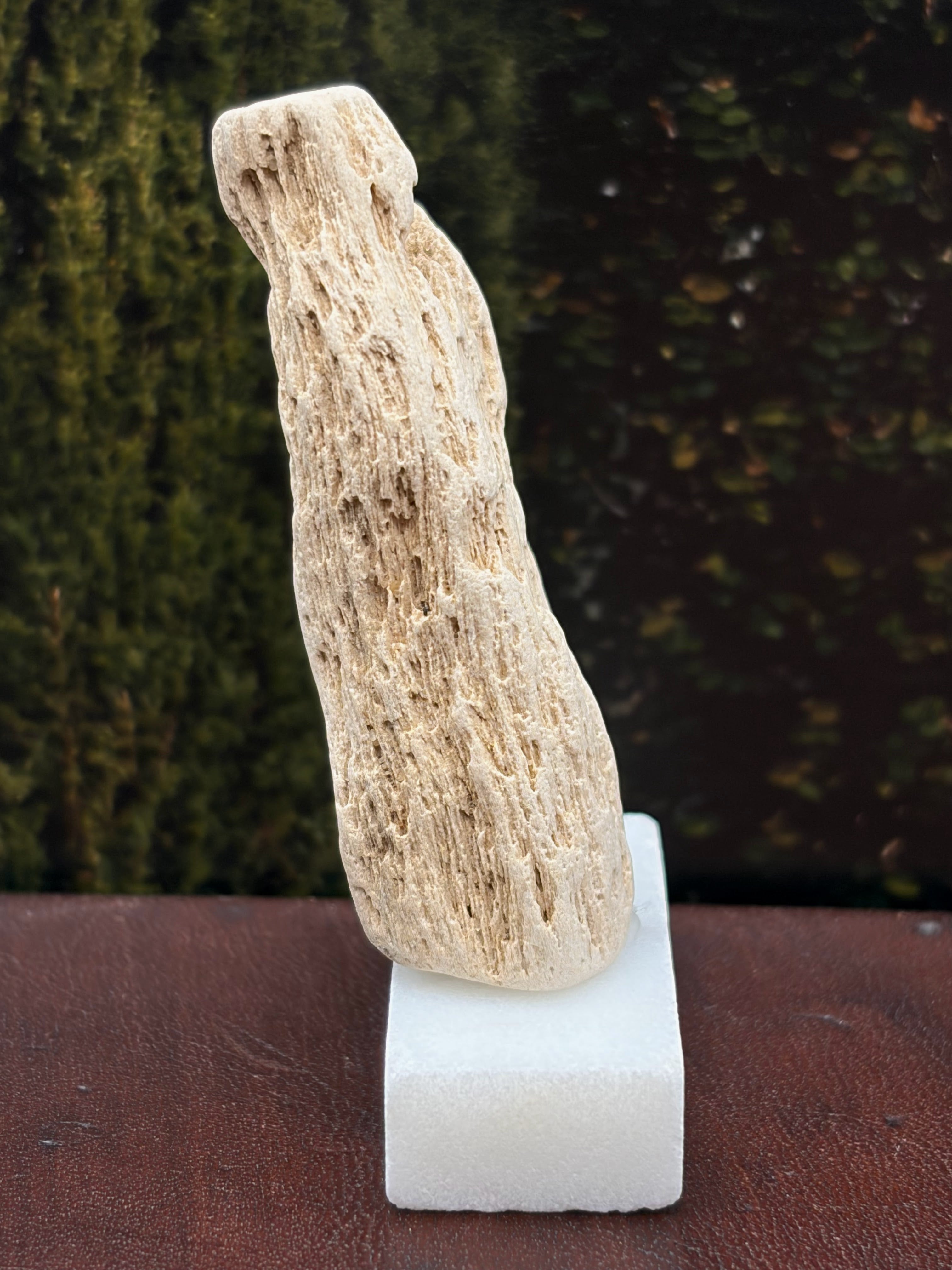 Small Petrified Wood Specimen (with stand)