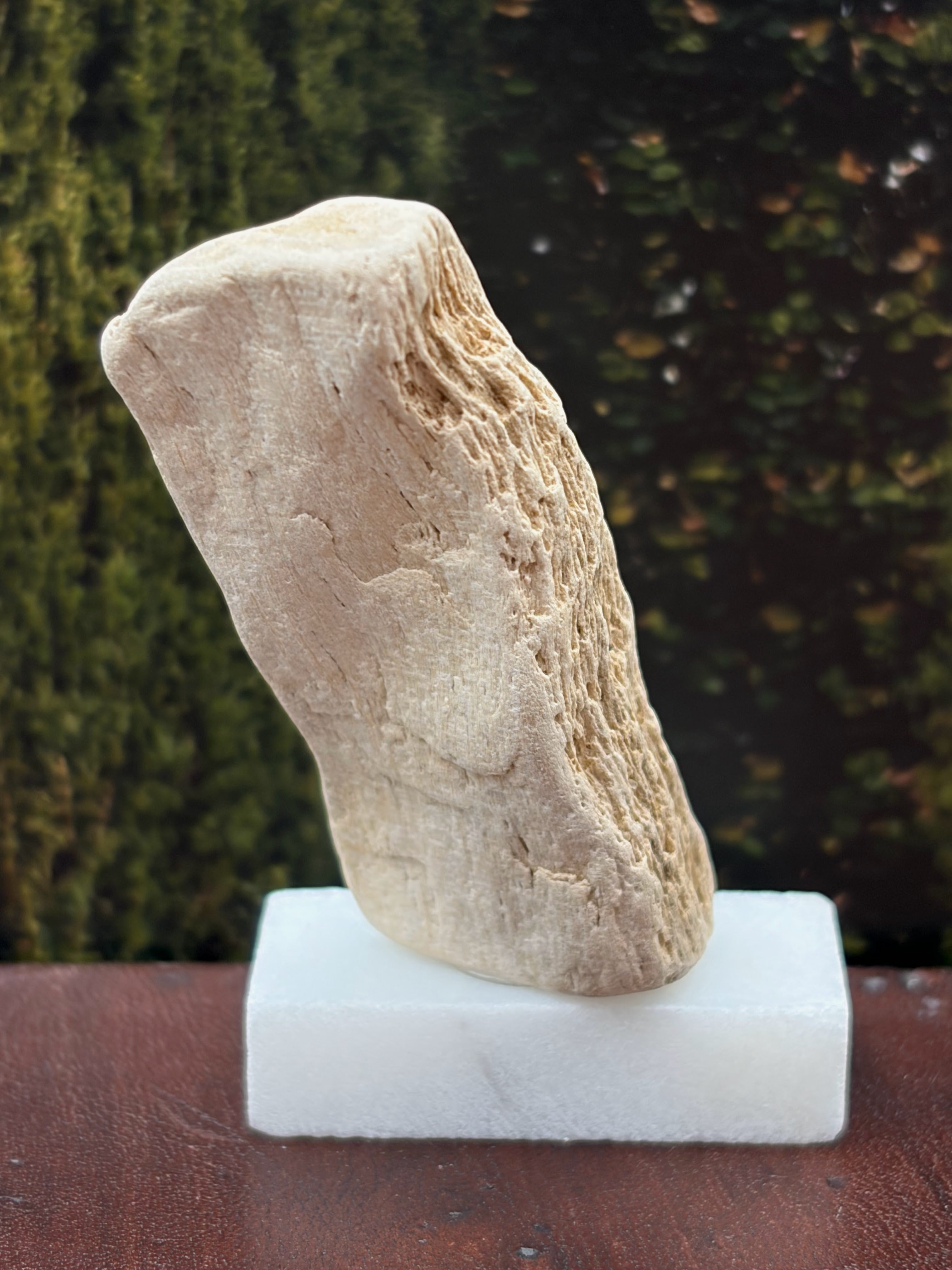 Small Petrified Wood Specimen (with stand)