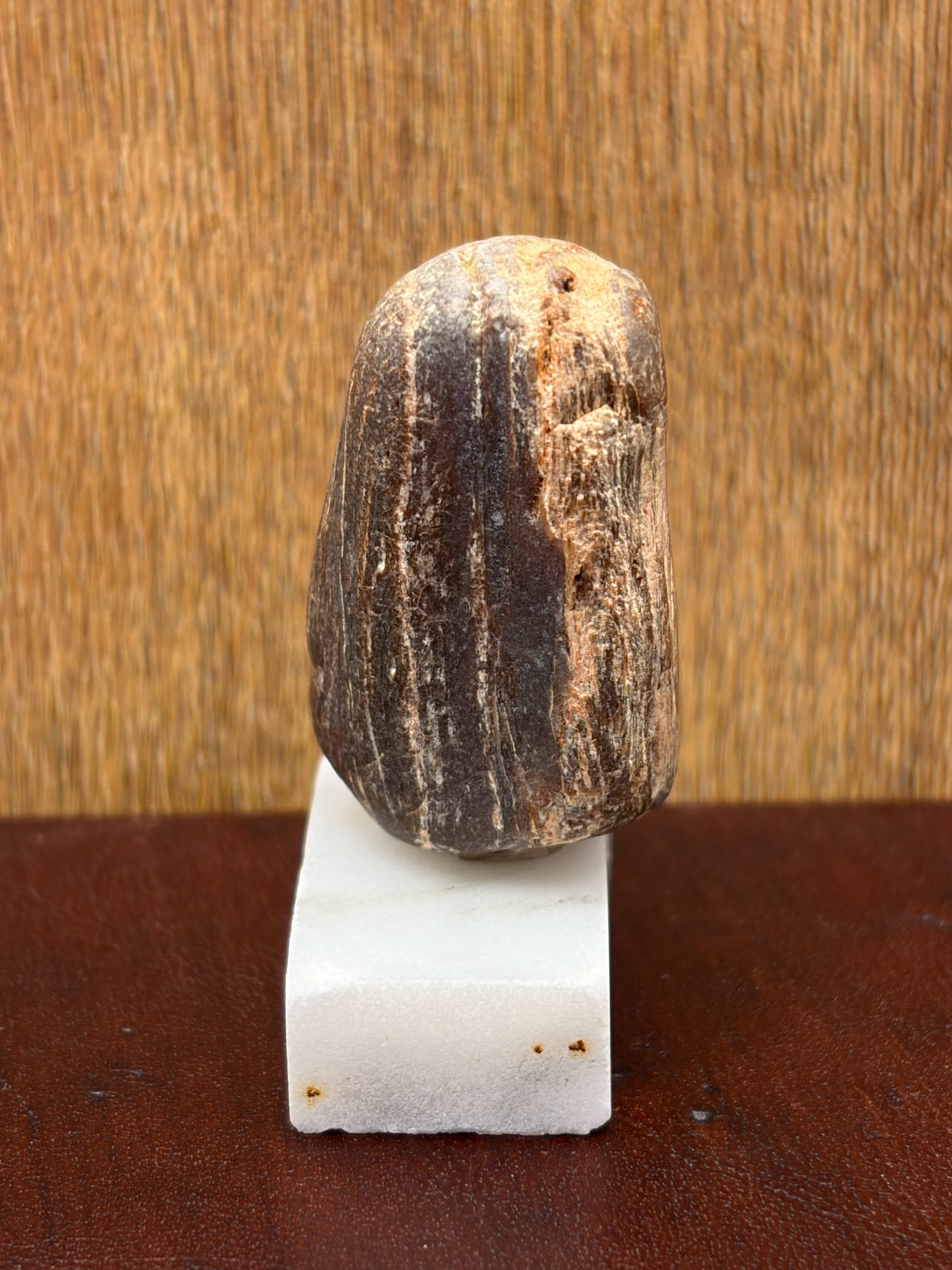 Small Petrified Wood Specimen (with stand)