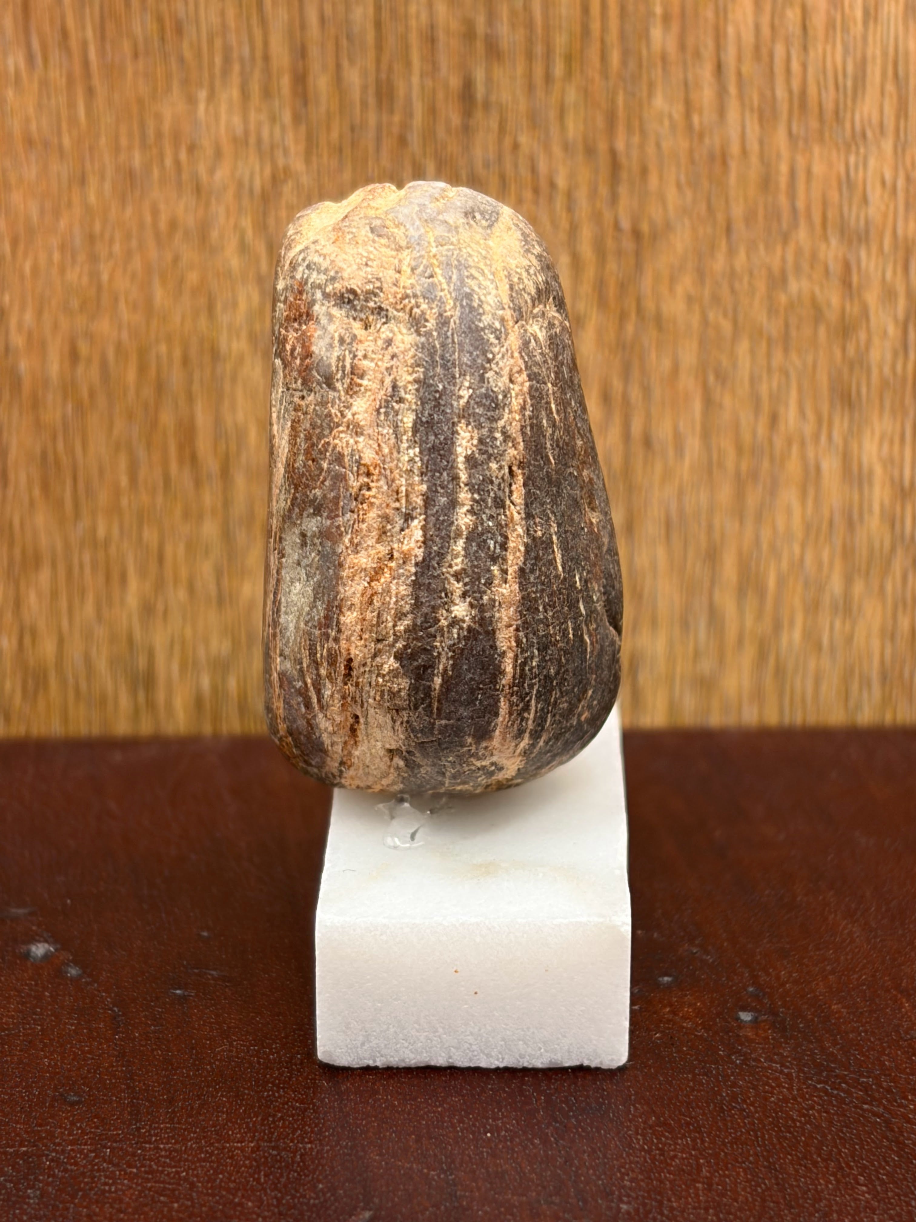 Small Petrified Wood Specimen (with stand)