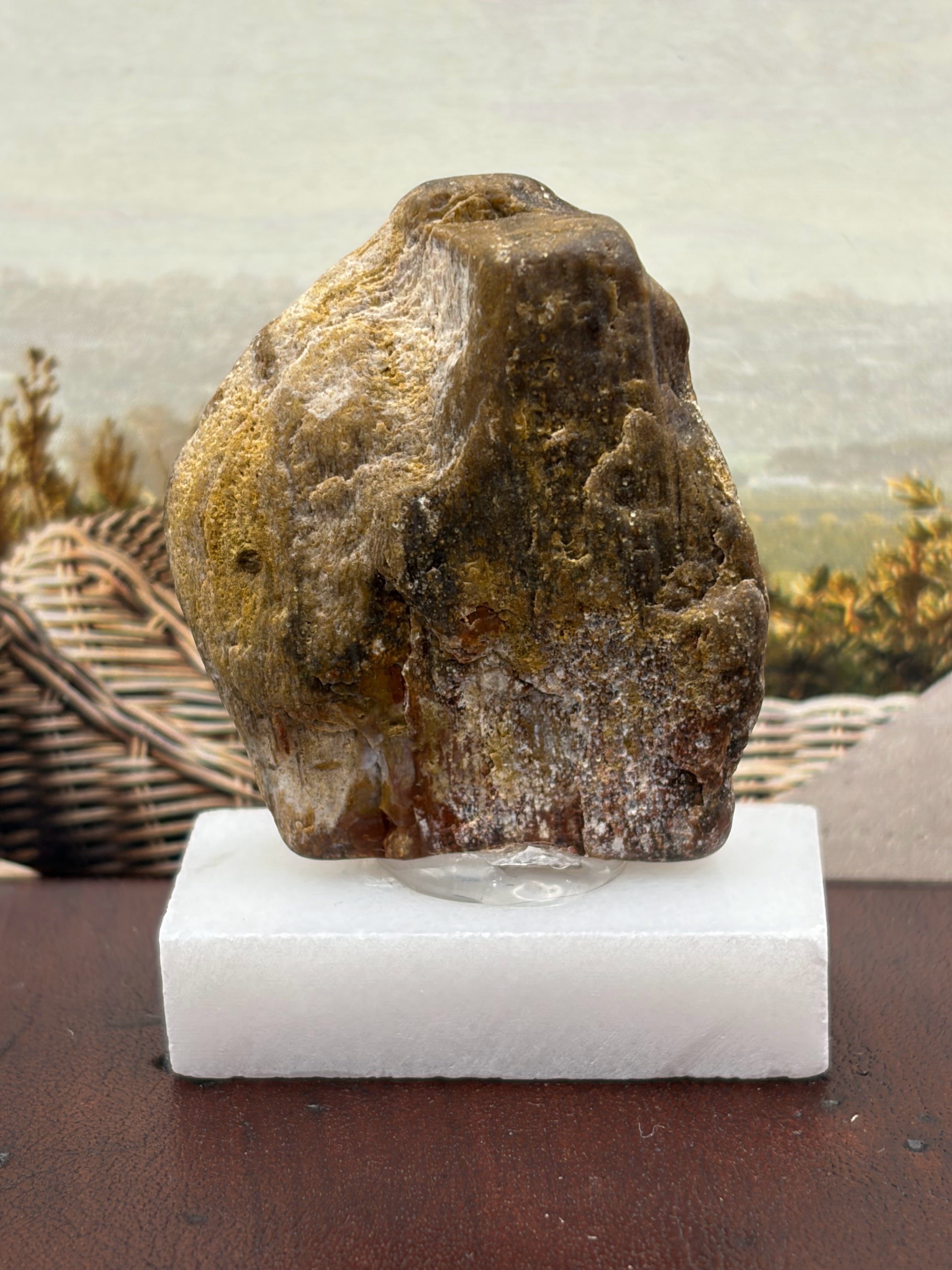 Small Petrified Wood Specimen (with stand)