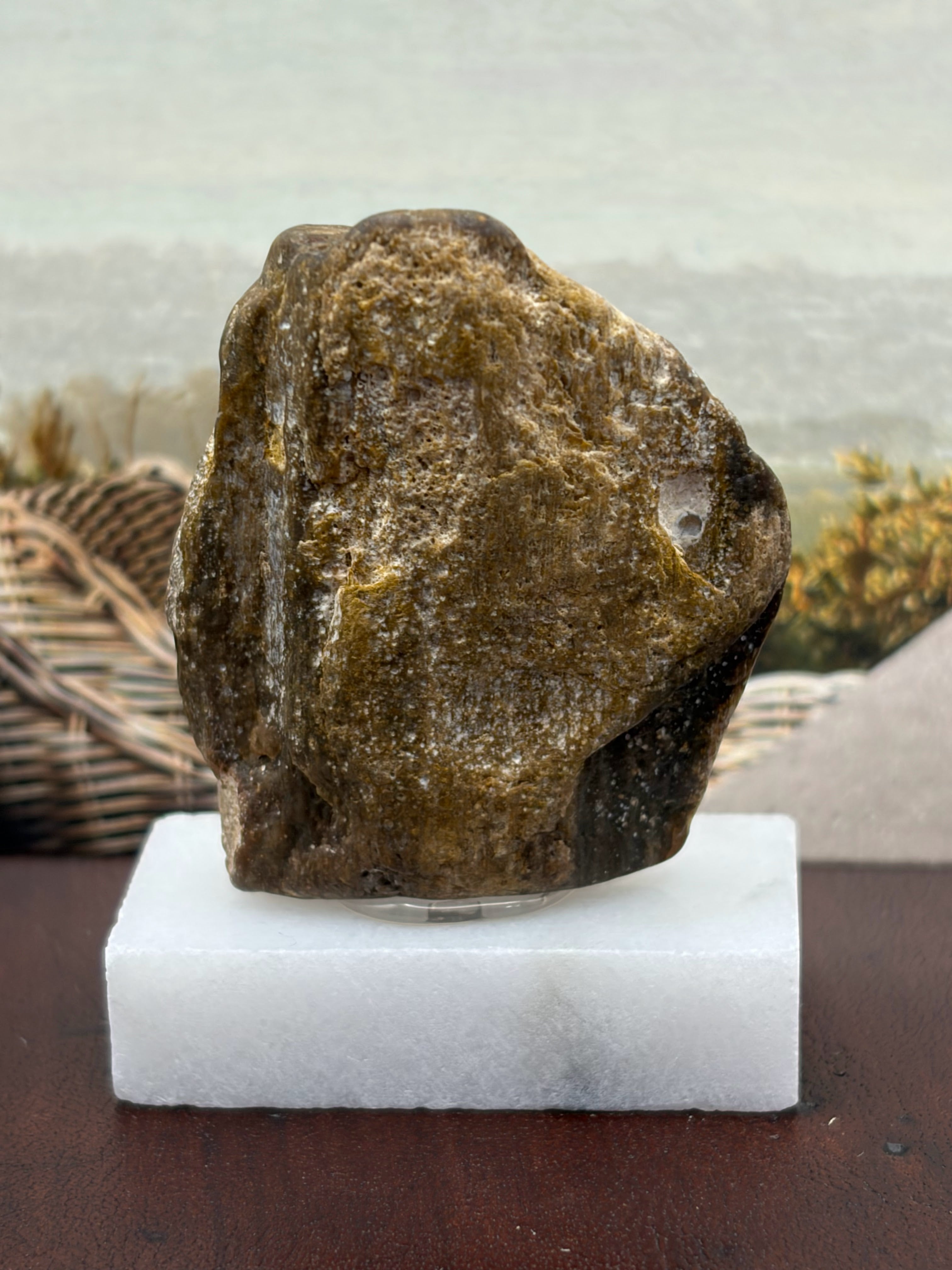 Small Petrified Wood Specimen (with stand)