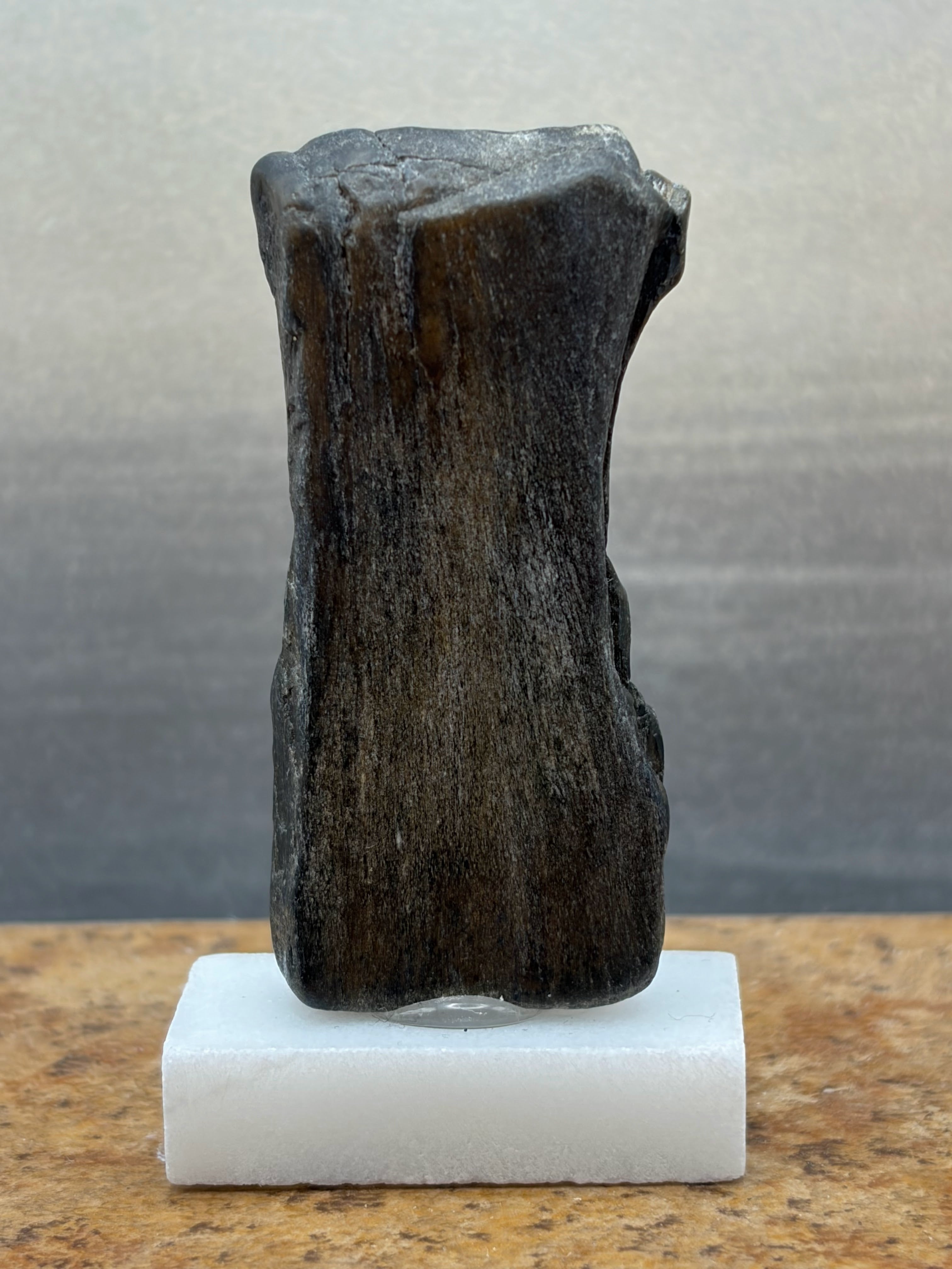 Small Black Opal Petrified Wood Specimen (with stand)