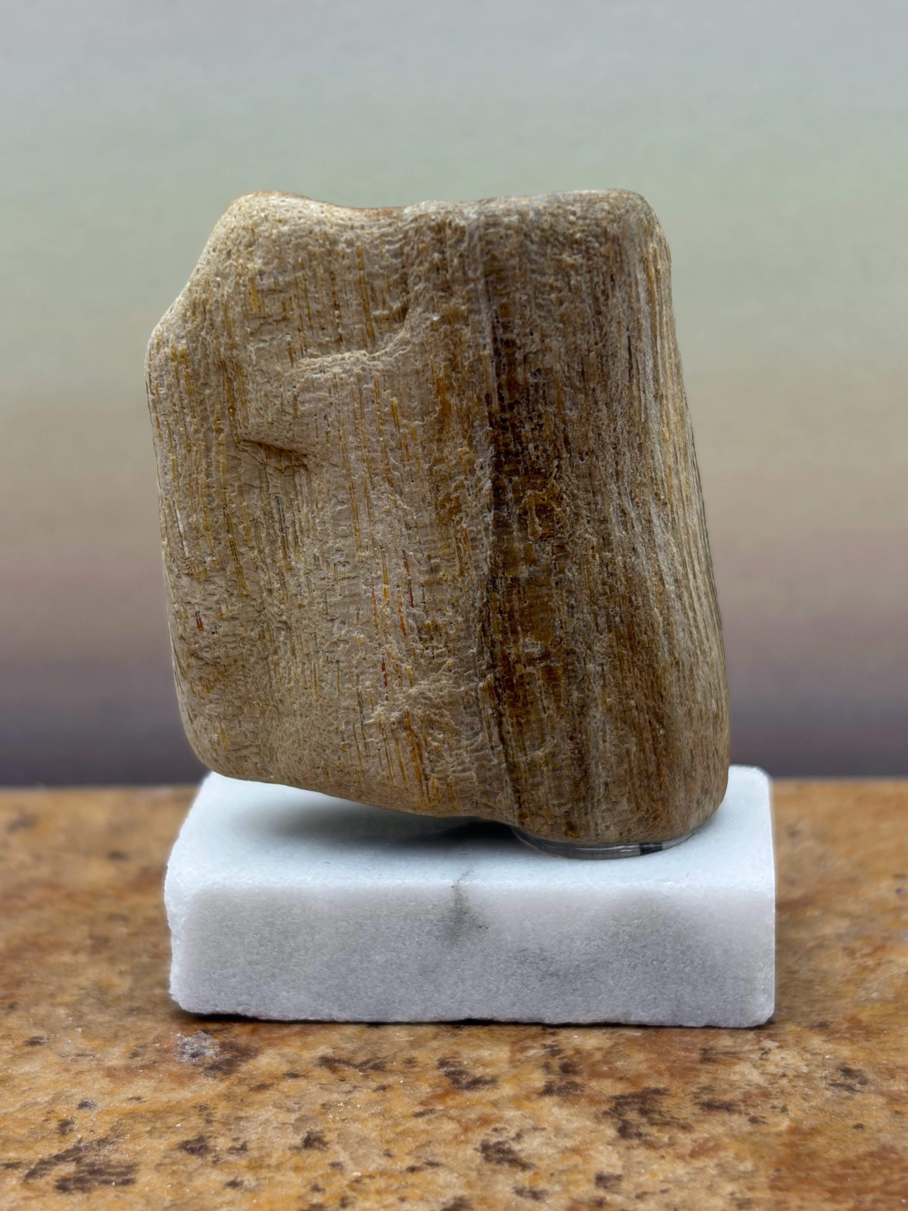 Small Petrified Palm Wood Specimen (with stand)