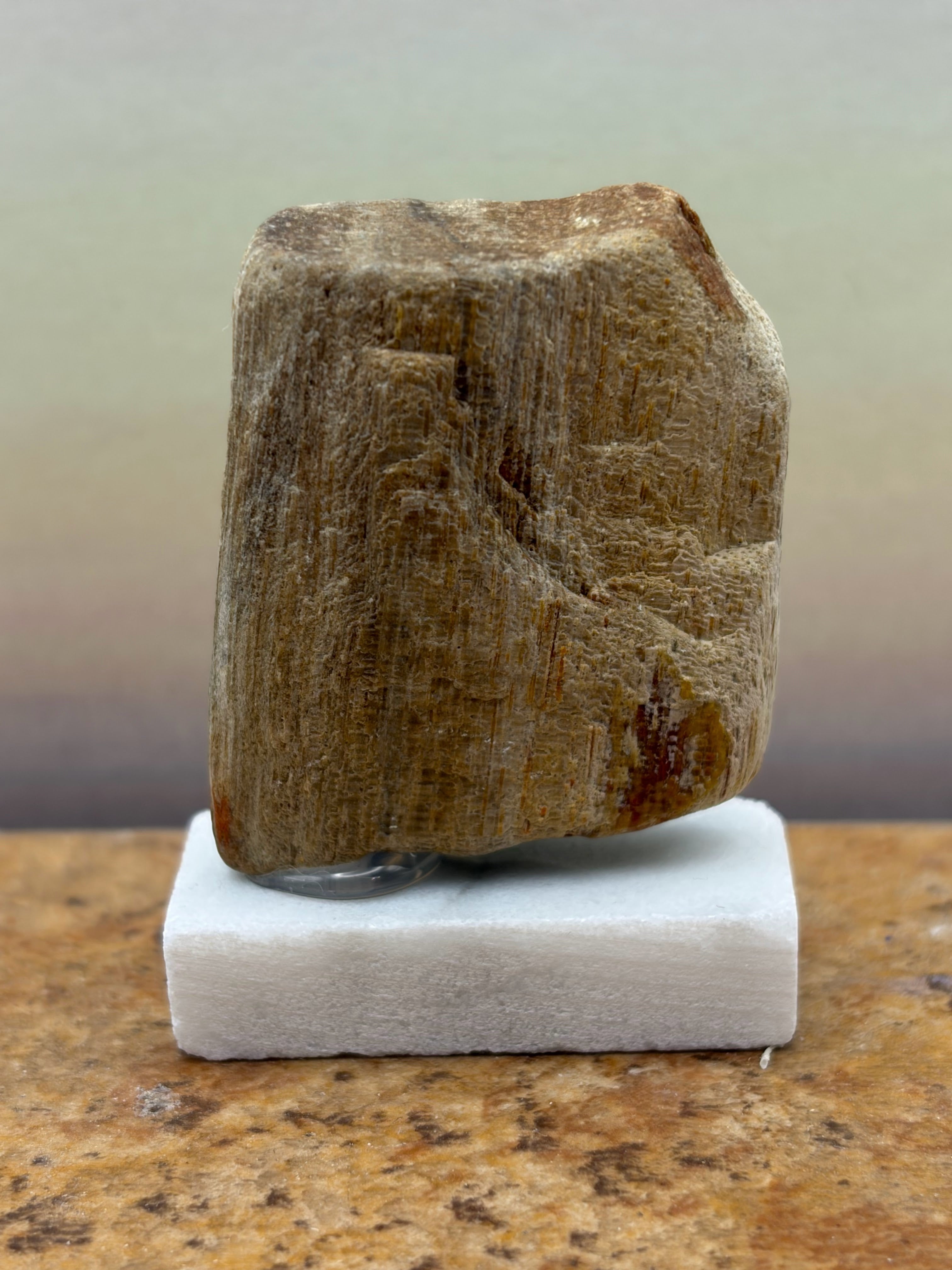 Small Petrified Palm Wood Specimen (with stand)