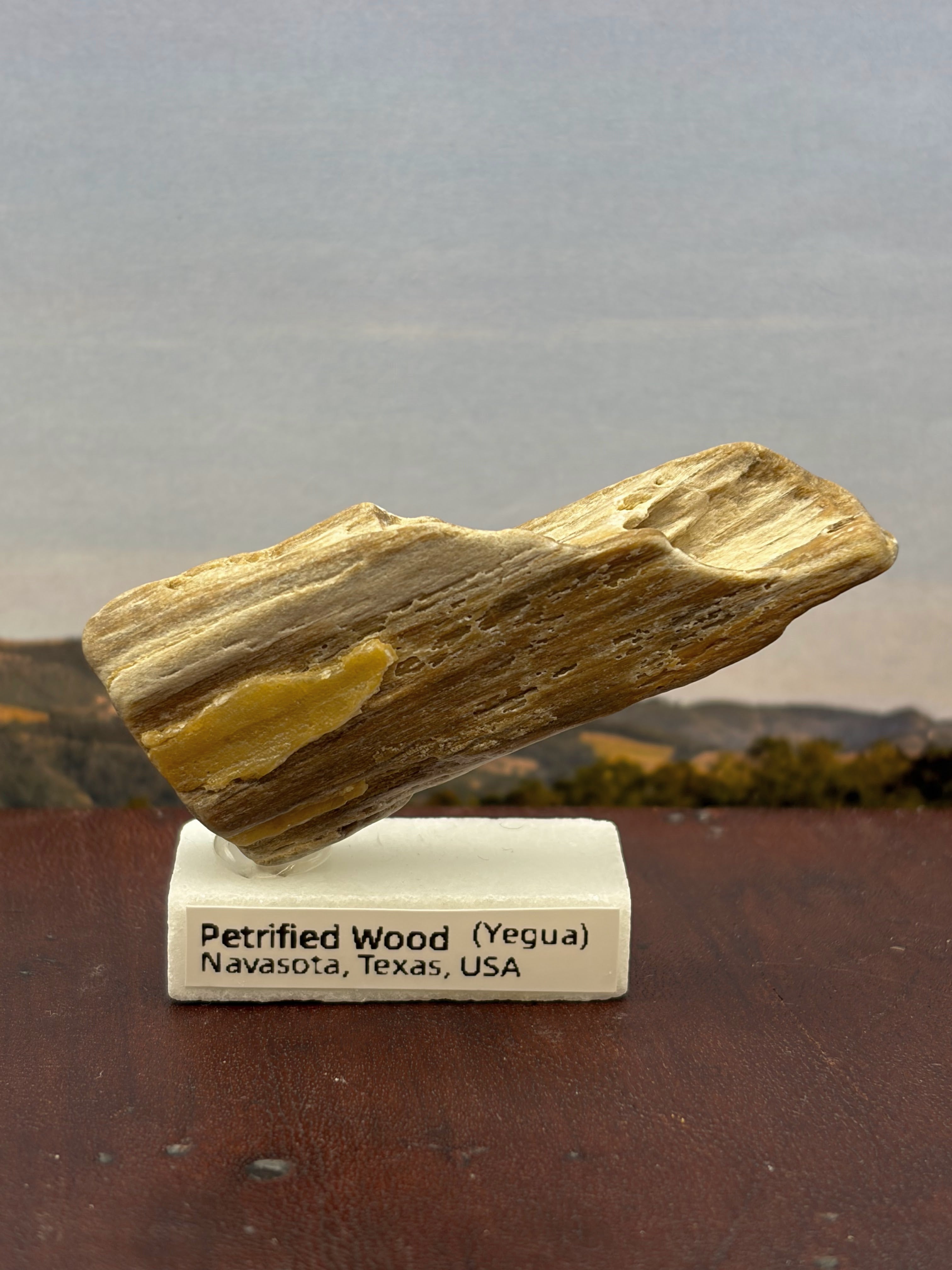 Small Petrified Wood Specimen (with stand)