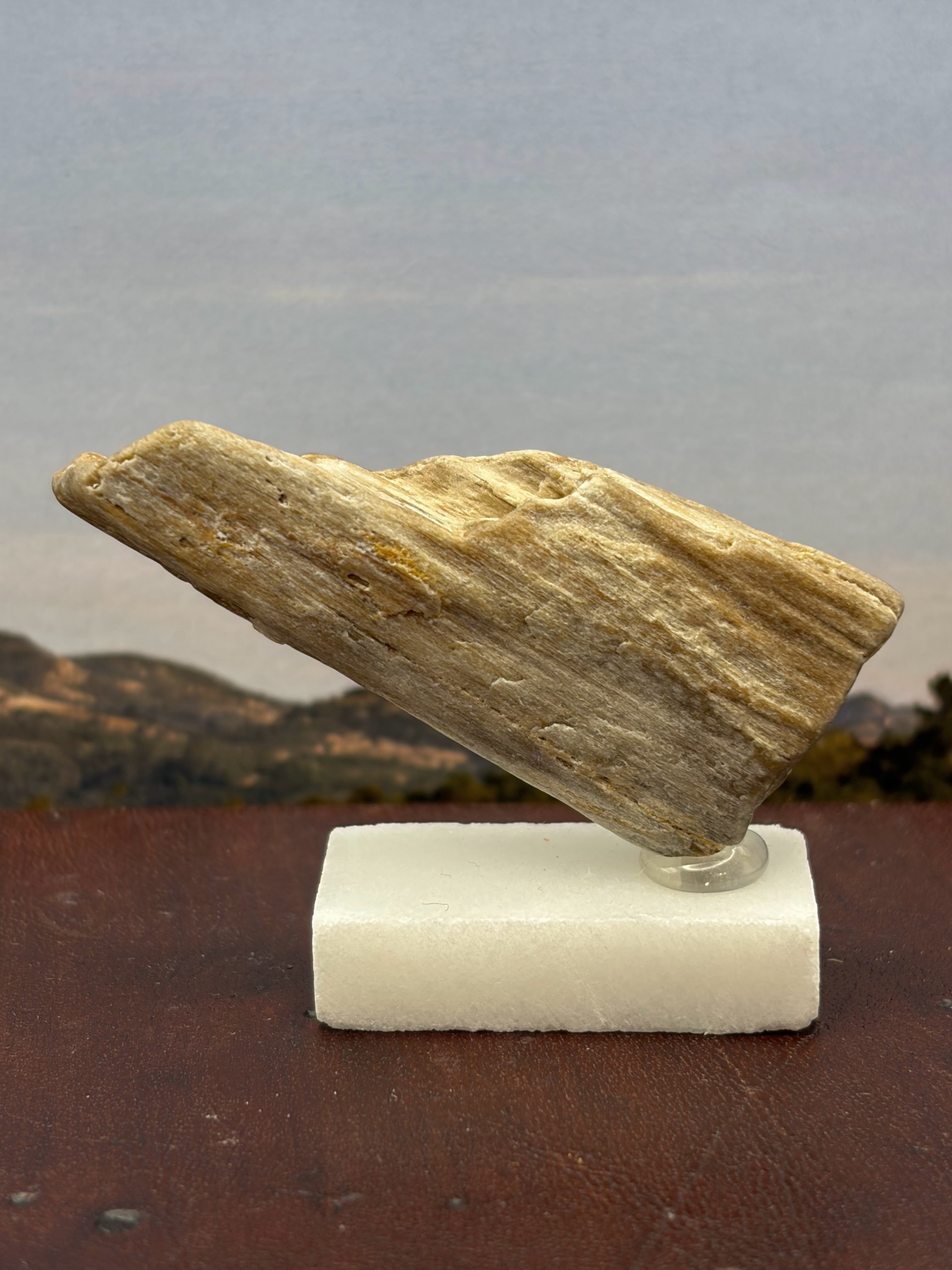 Small Petrified Wood Specimen (with stand)