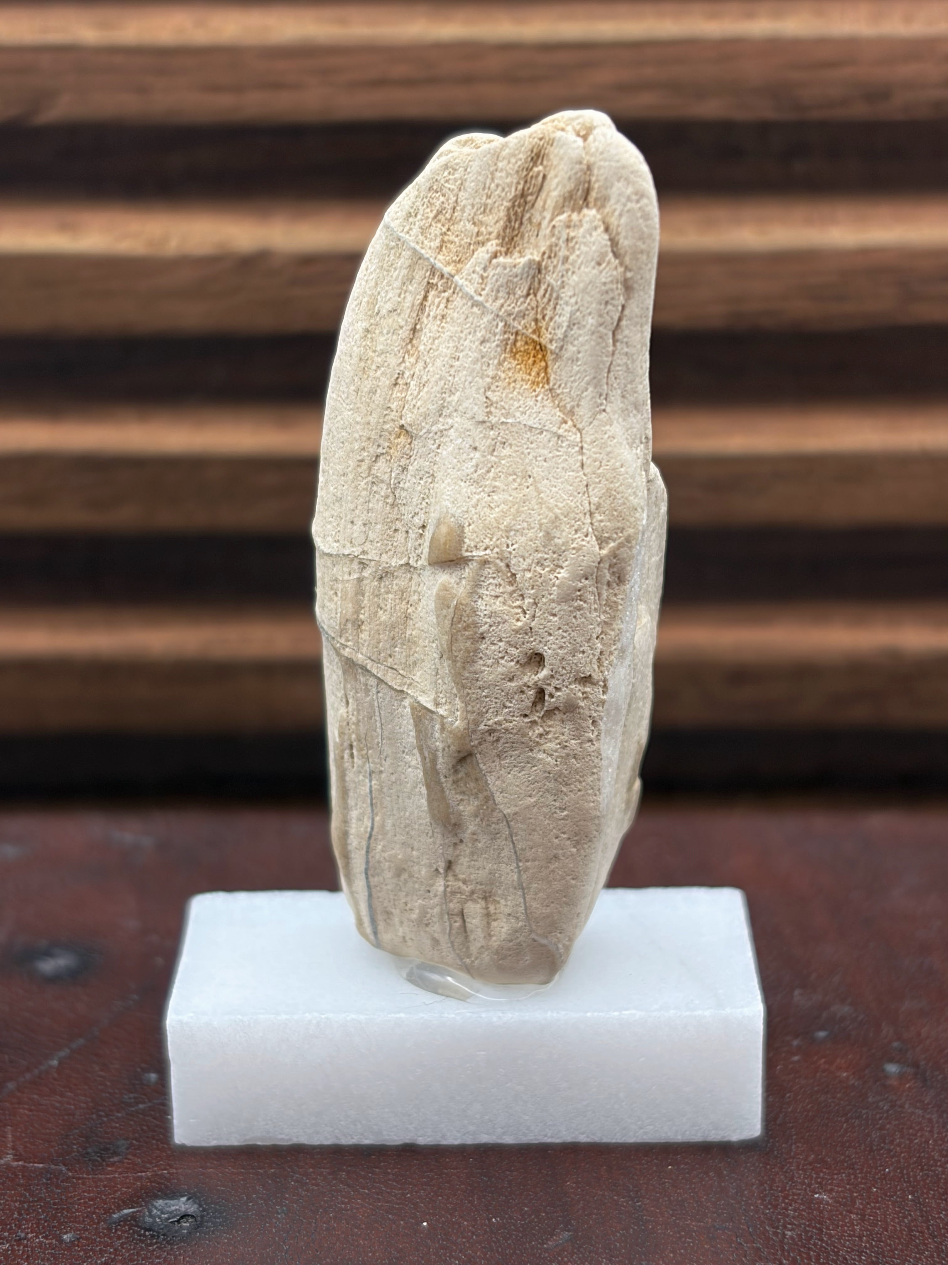 Small Petrified Wood Specimen (with stand)