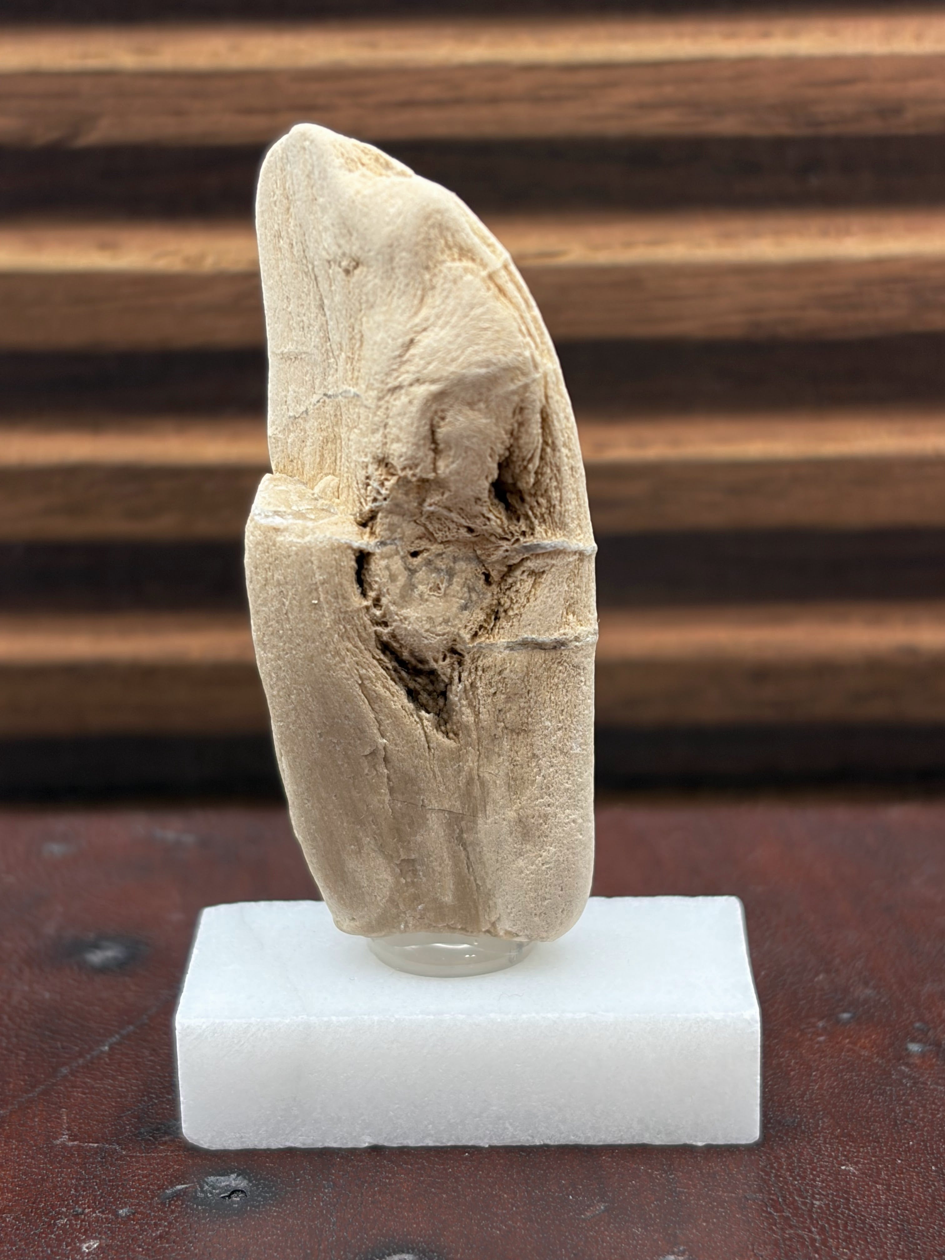 Small Petrified Wood Specimen (with stand)
