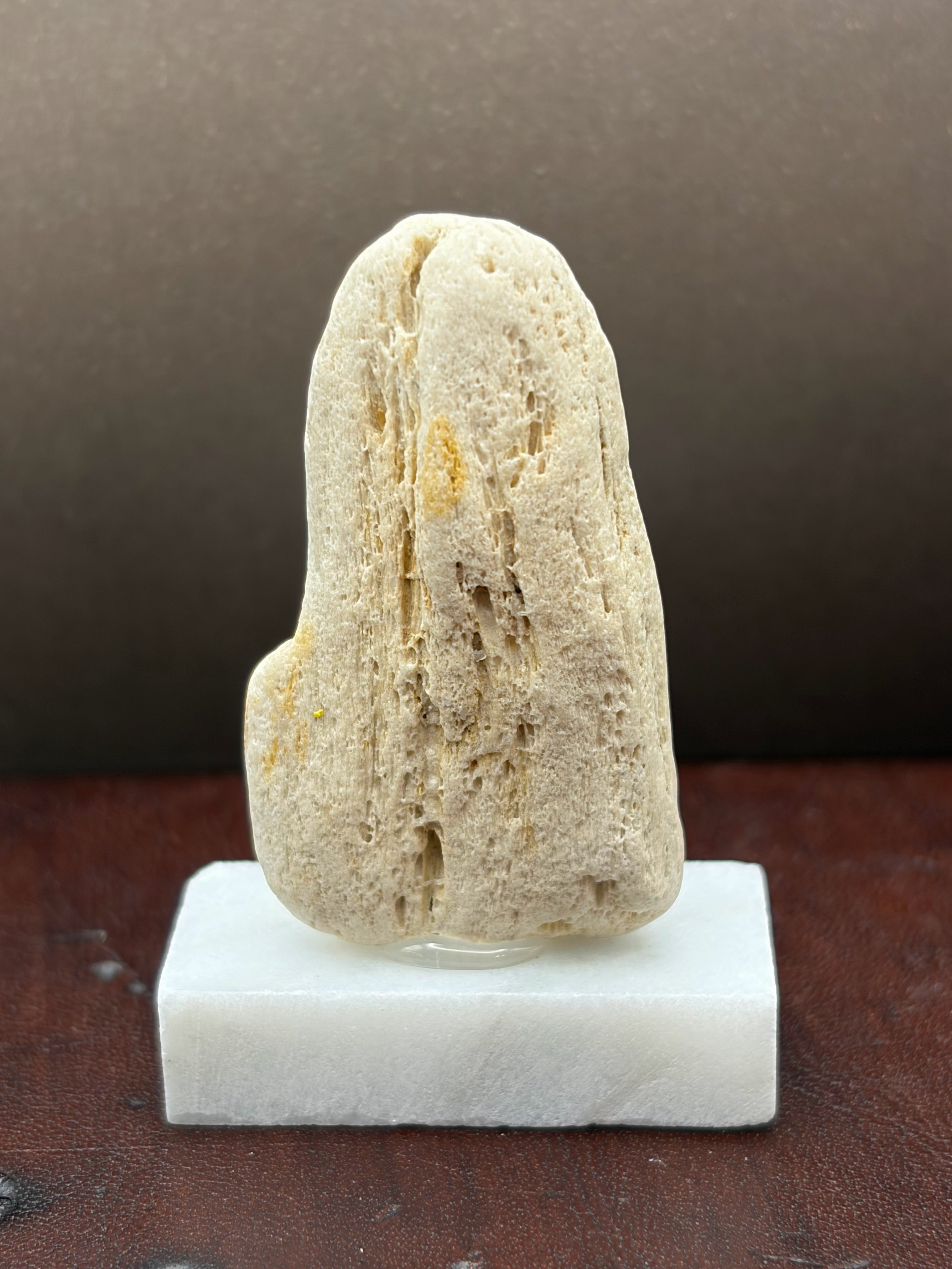 Small Druzy Petrified Wood Specimen (with stand)