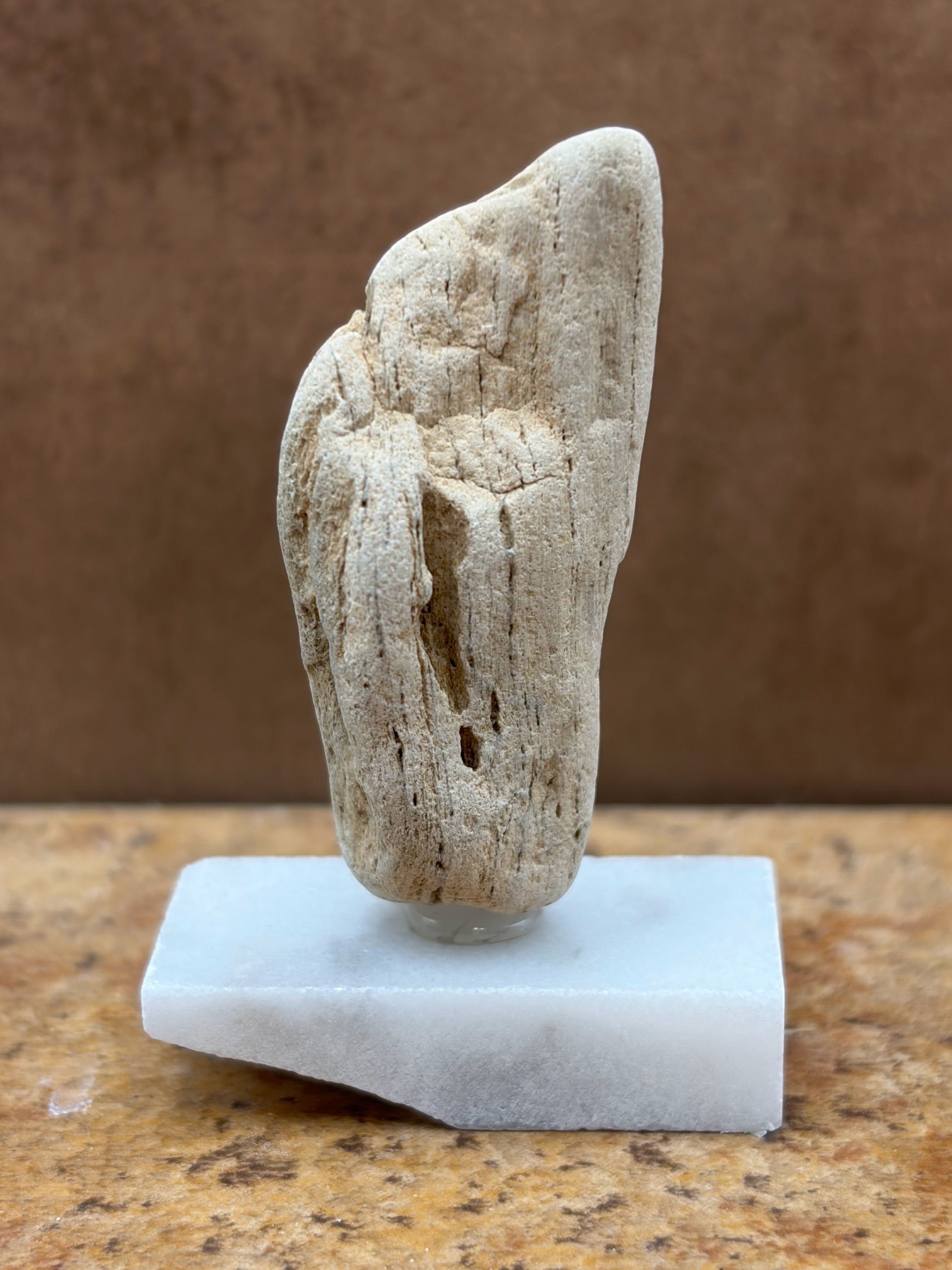 Small Petrified Wood Specimen (with stand)