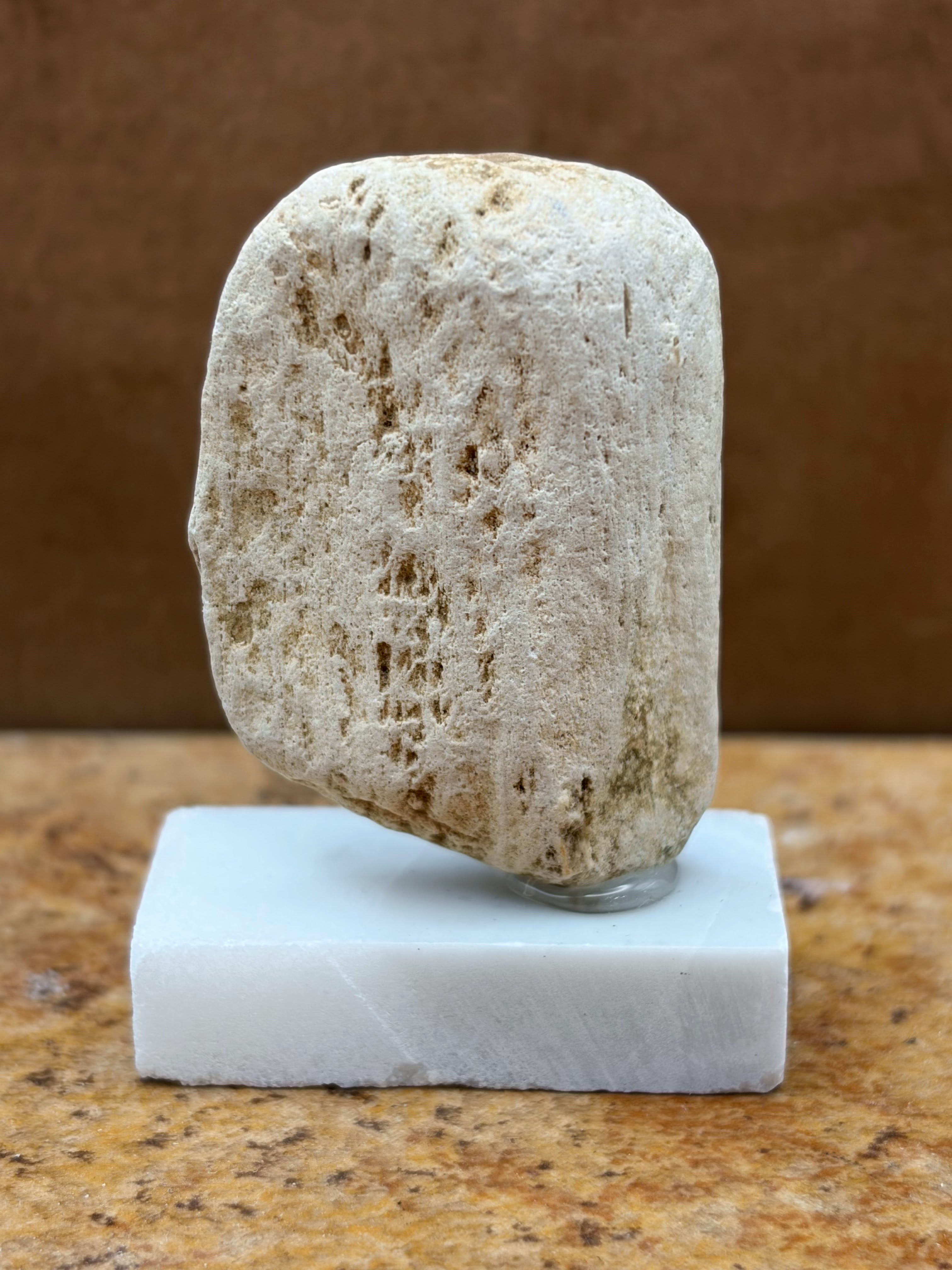 Small Petrified Wood Specimen (with stand)