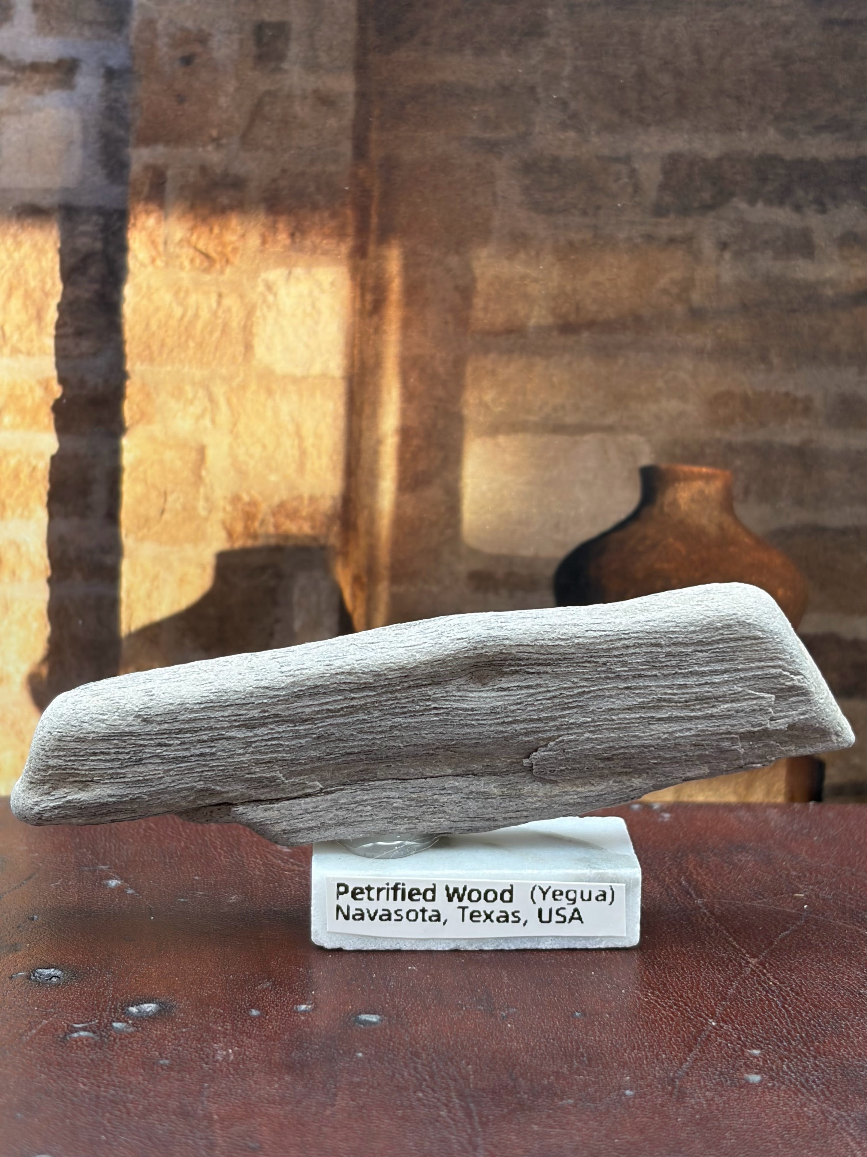 Small Petrified Palm Wood Specimen (with stand)