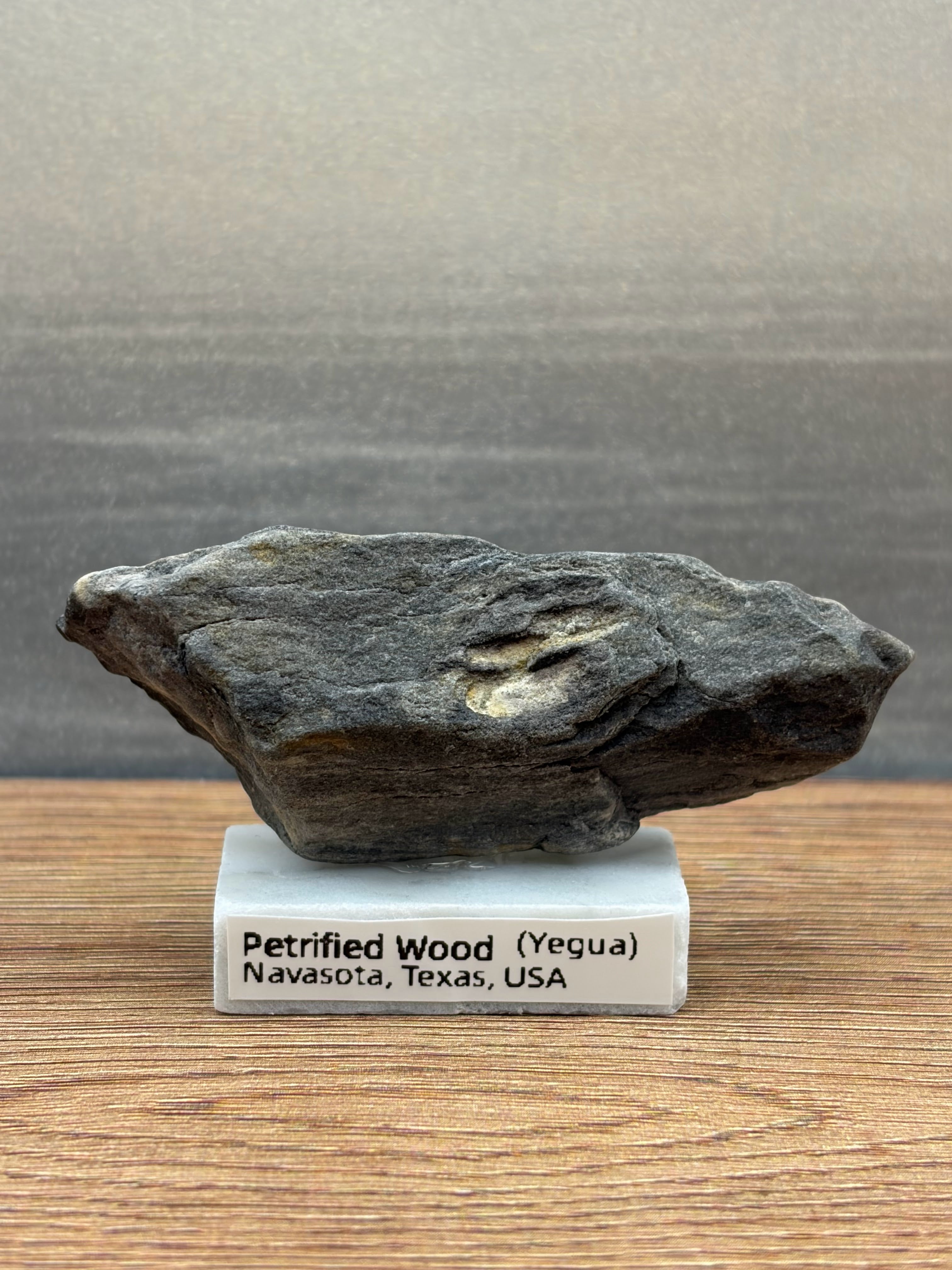 Small Petrified Wood Specimen (with stand)